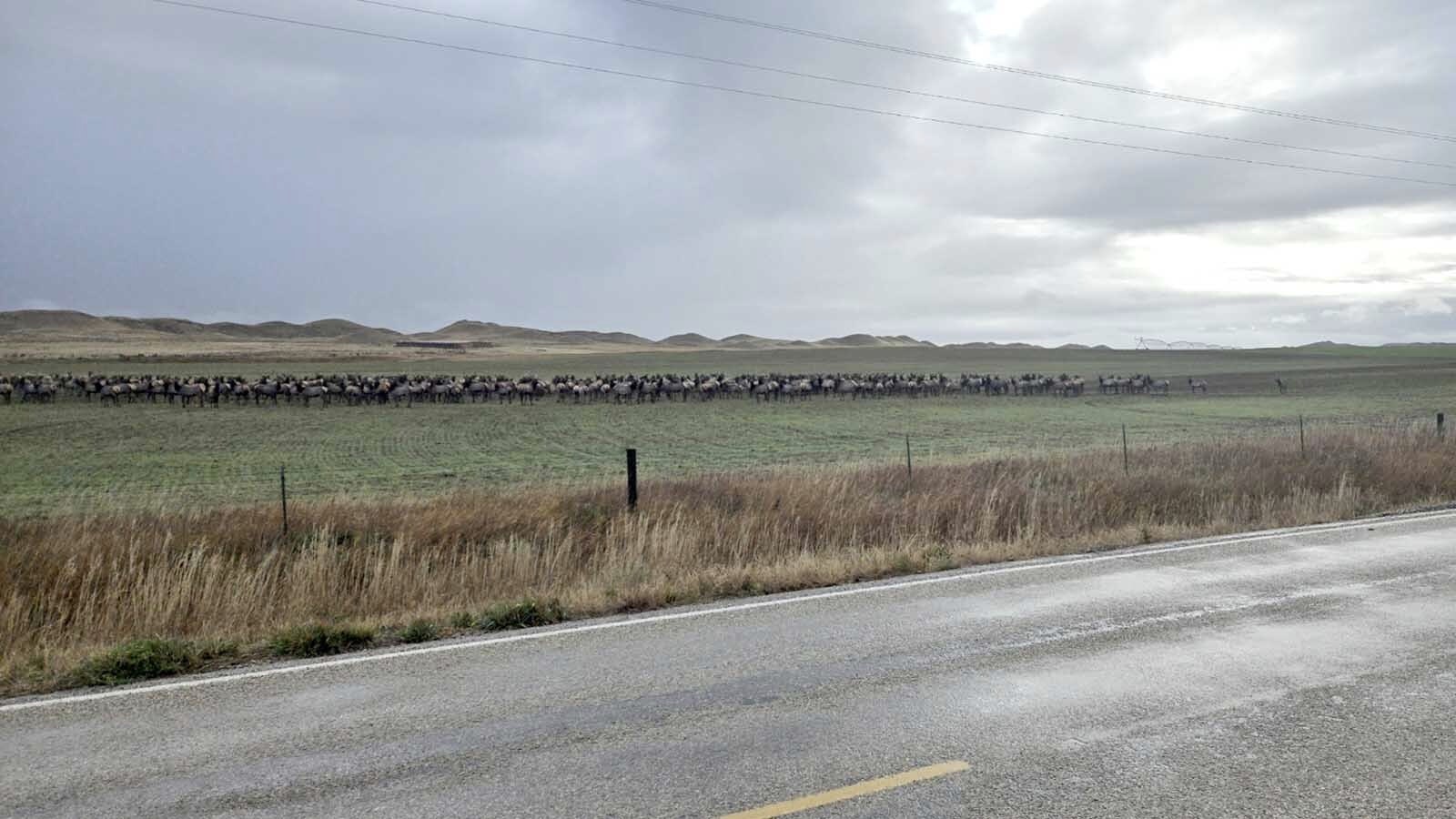 Hunters say this herd of elk is being deliberately kept on private land, where they can’t get to the elk for hunting.