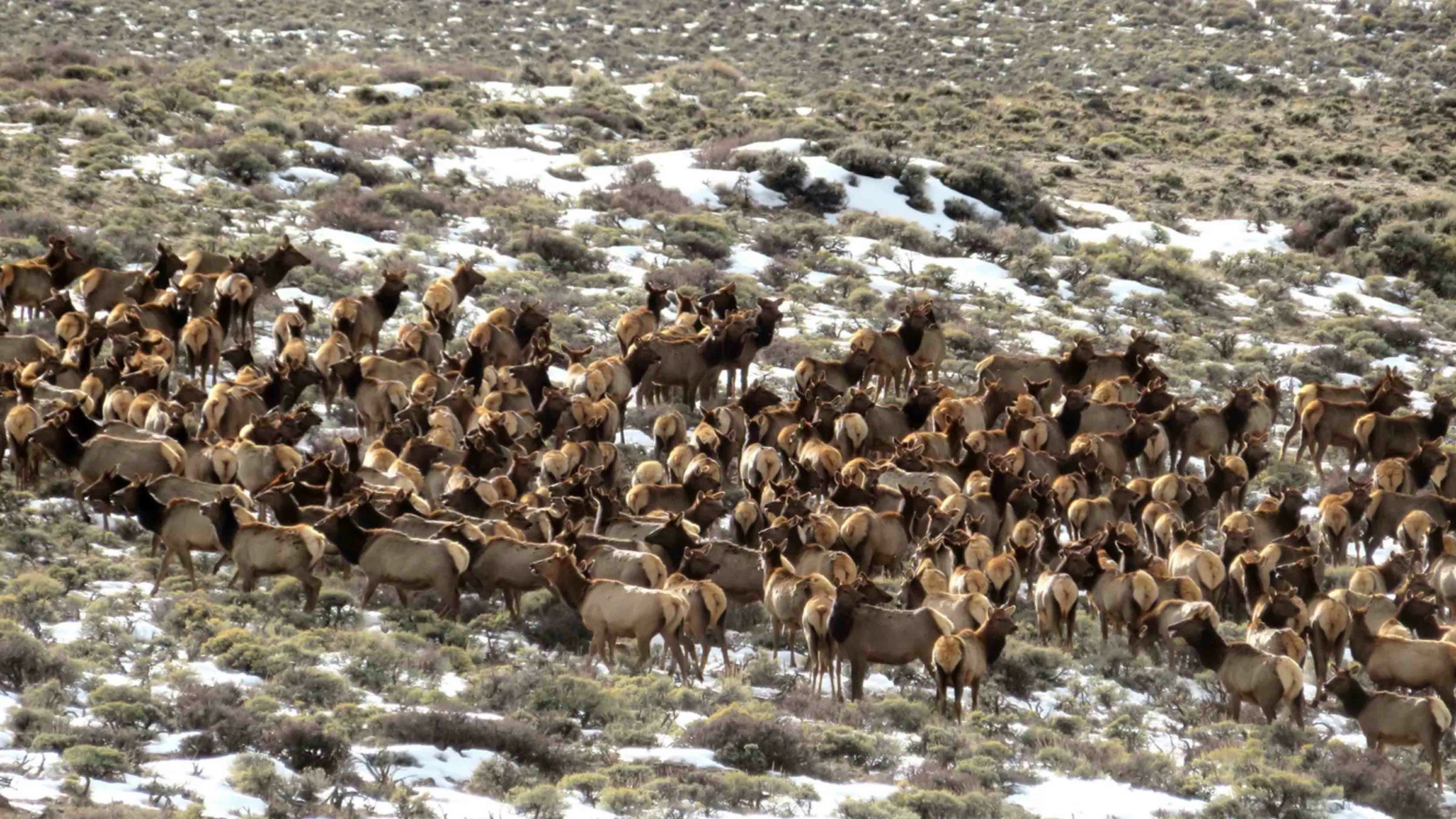 Elk overpopulation blm 6 14 23