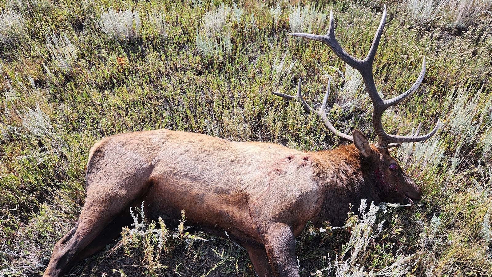 This bull elk was among four illegally shot and left to rot in southern Colorado.