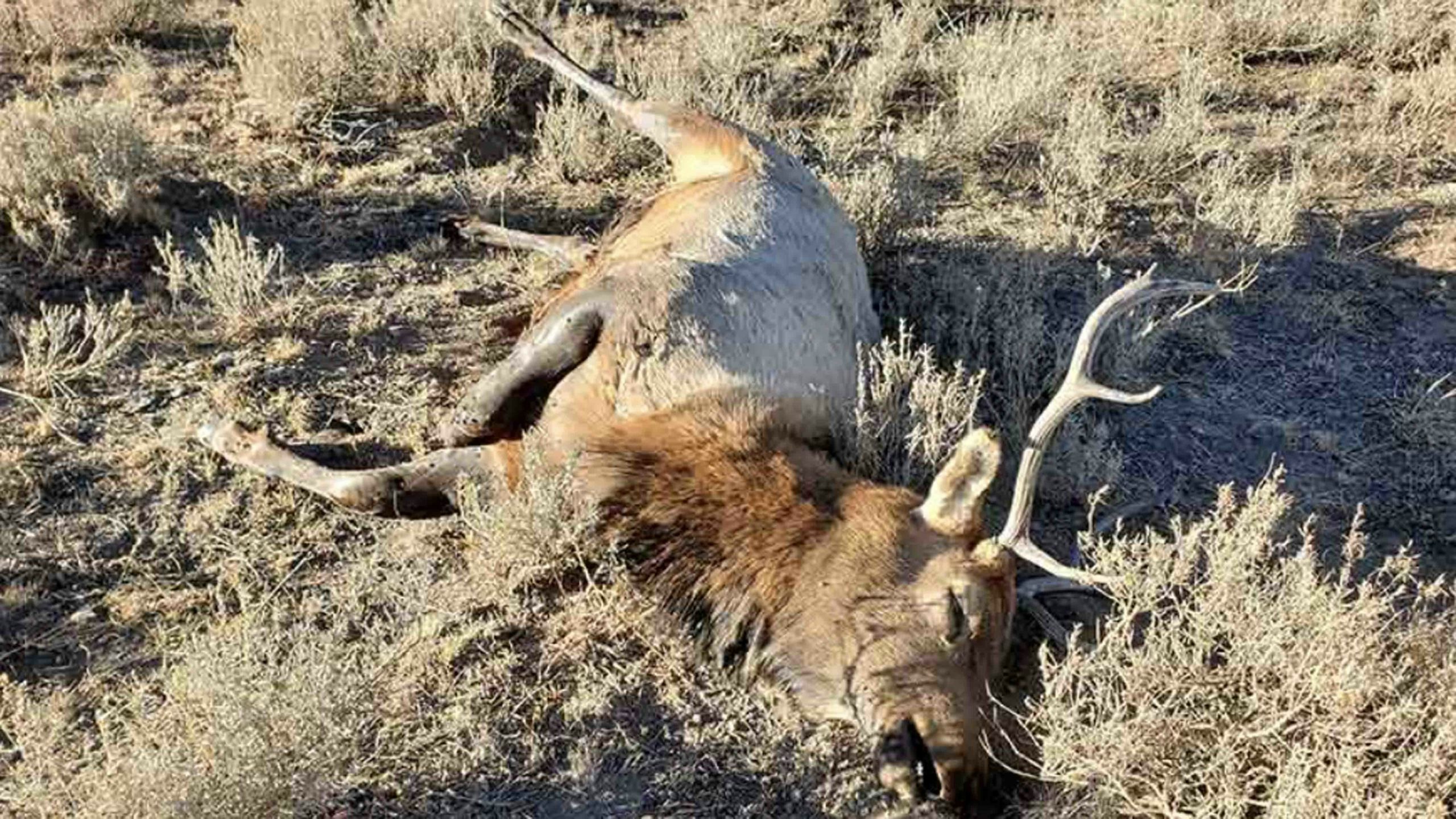 Elk poach 8 18 22 scaled