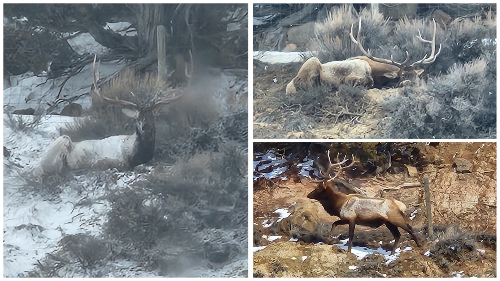 Elk progression 3 21 23