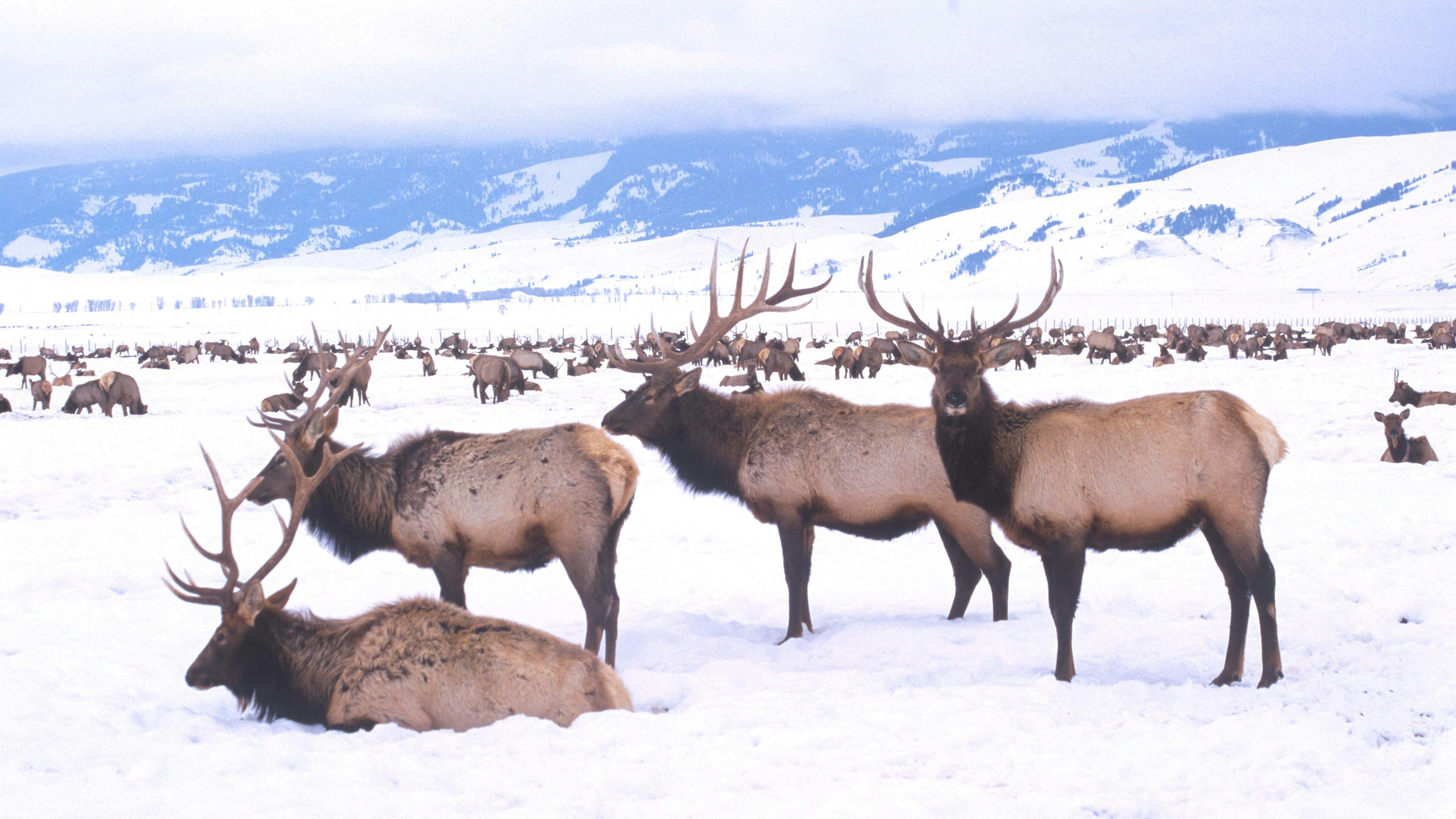 Elk might be regarded as walking septic tanks, insofar as the range of bacteria and other flora in their guts allows them to process all sorts of things that other animals, such as deer, might not be able to handle.