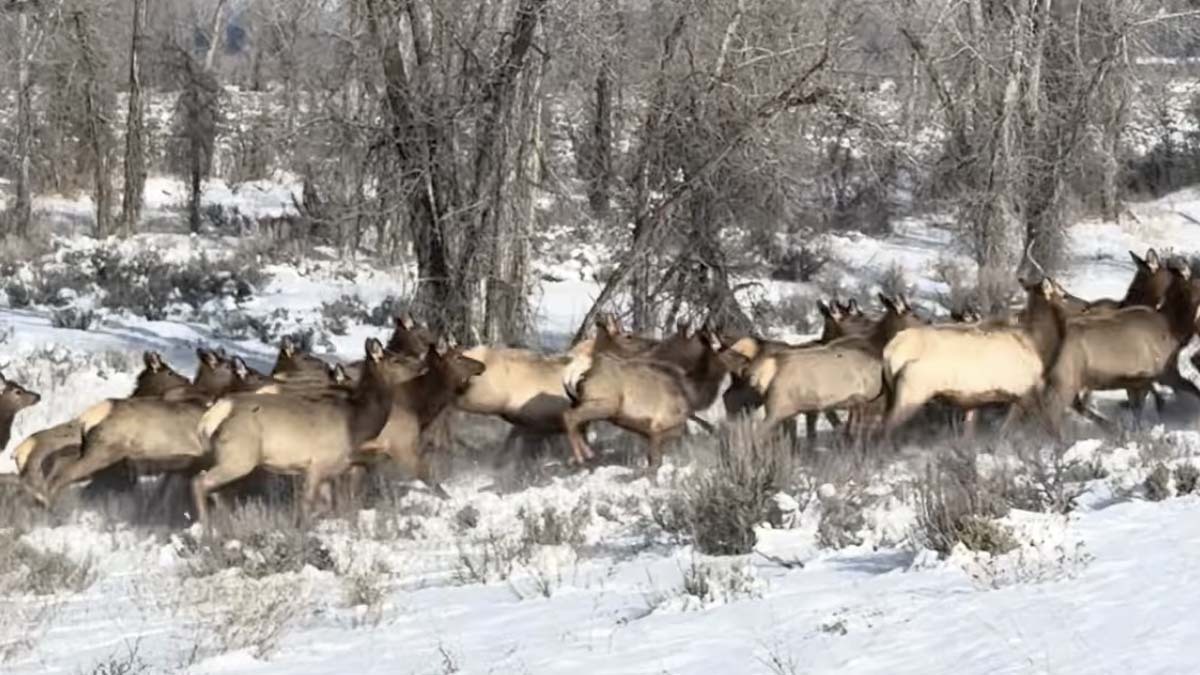 With what locals say is an unprecedentedly mild winter, elk are bailing out of the National Elk Refuge near Jackson, apparently thinking it's spring already.