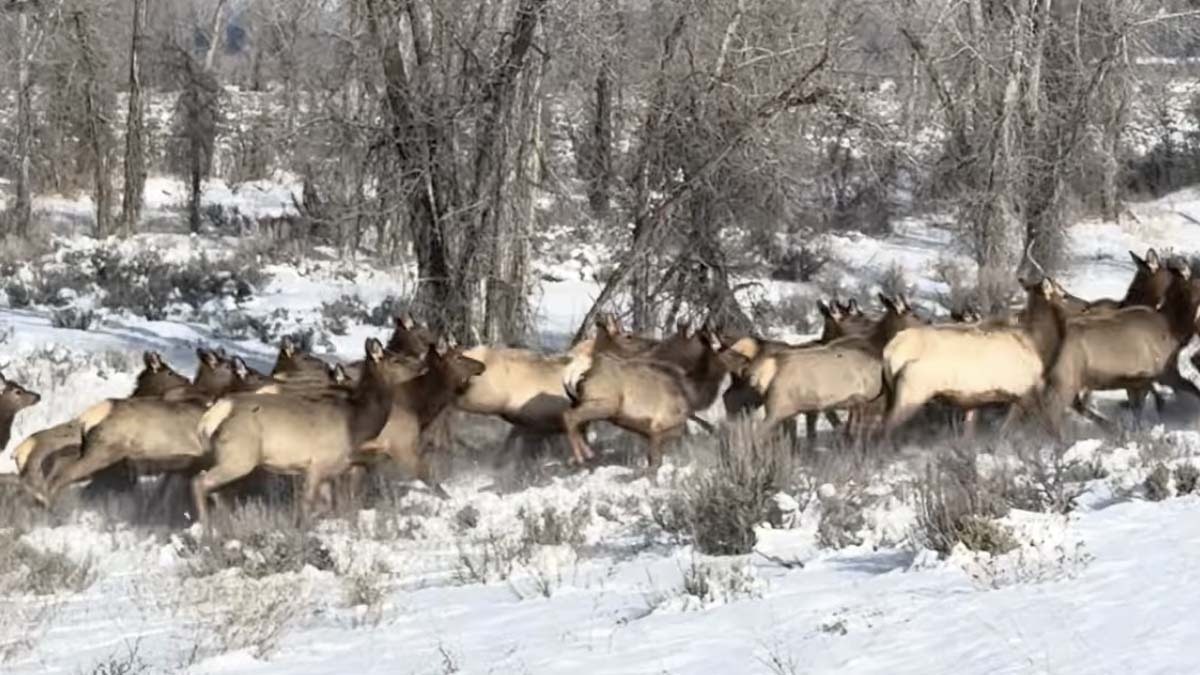 With what locals say is an unprecedentedly mild winter, elk are bailing out of the National Elk Refuge near Jackson, apparently thinking it's spring already.