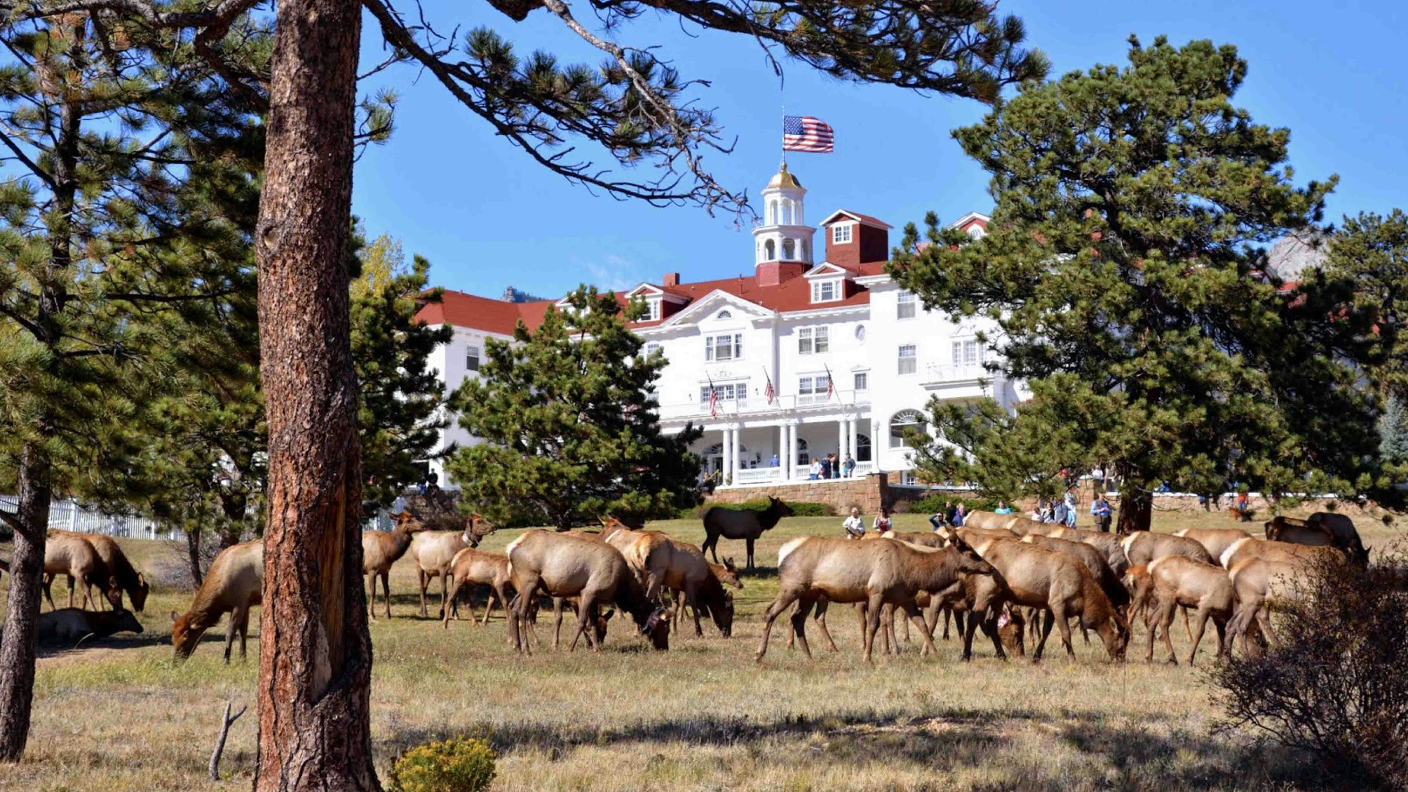 Herd of elk at the Stanley Hotel in Estes Park, Colorado