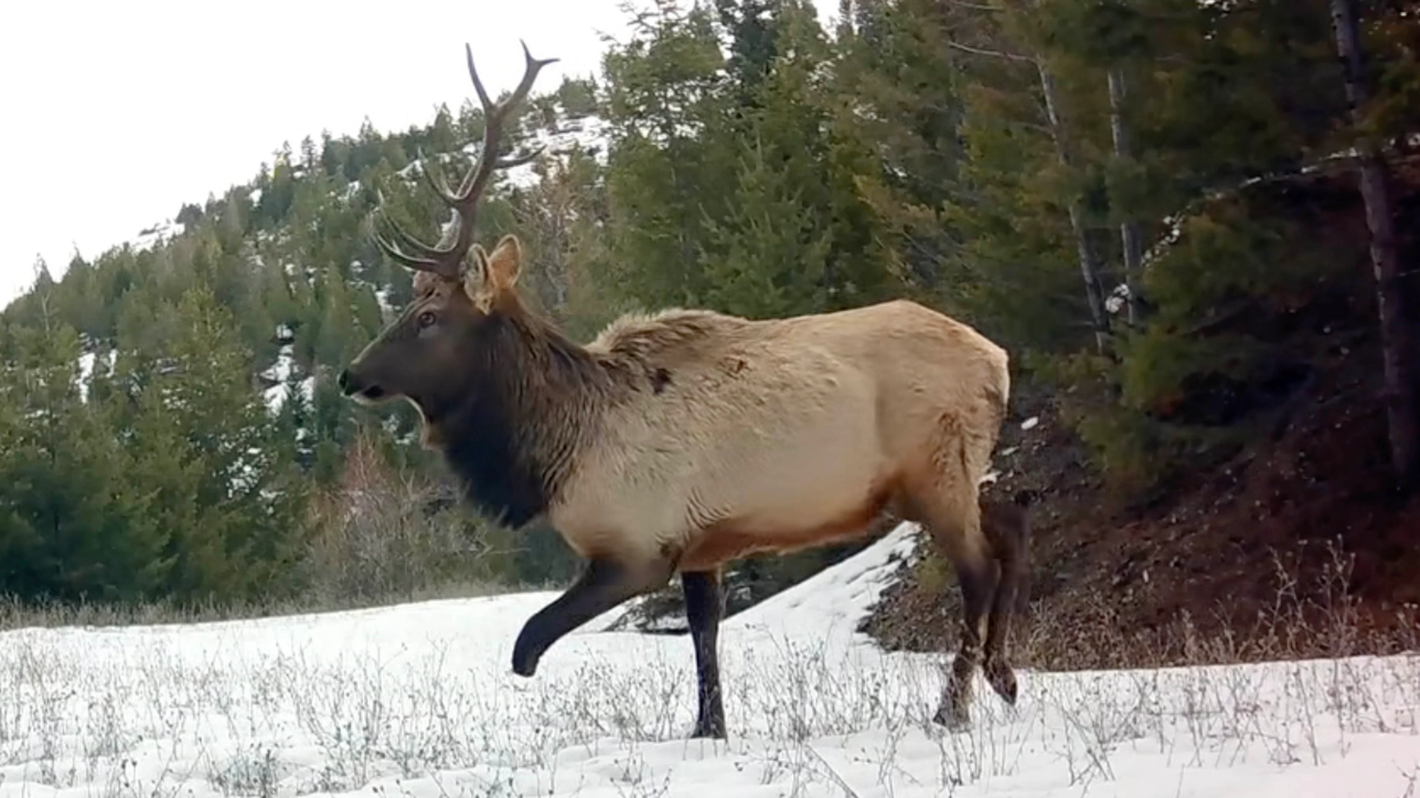 Elk three legs 4 7 26