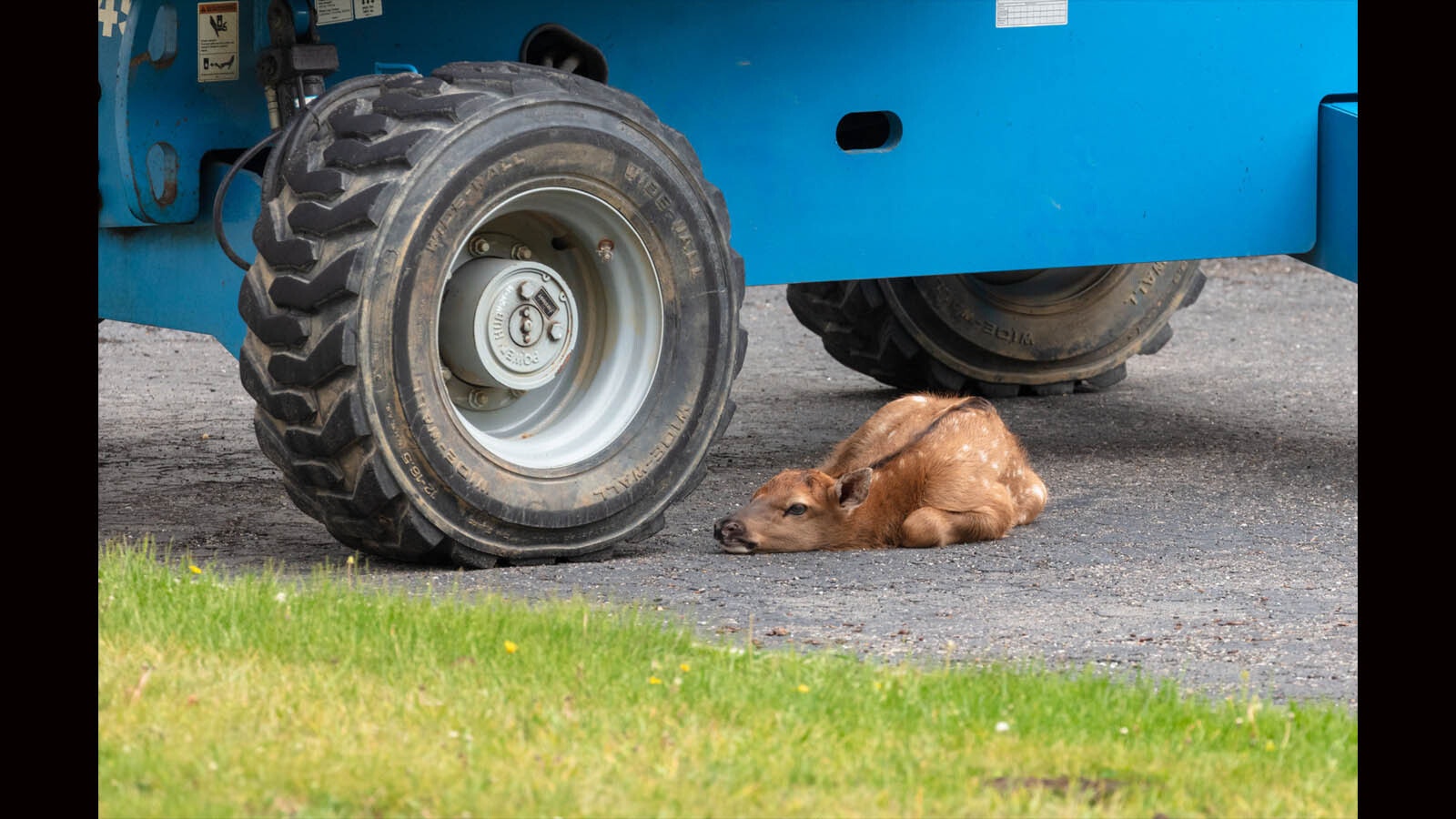 Elk under tire