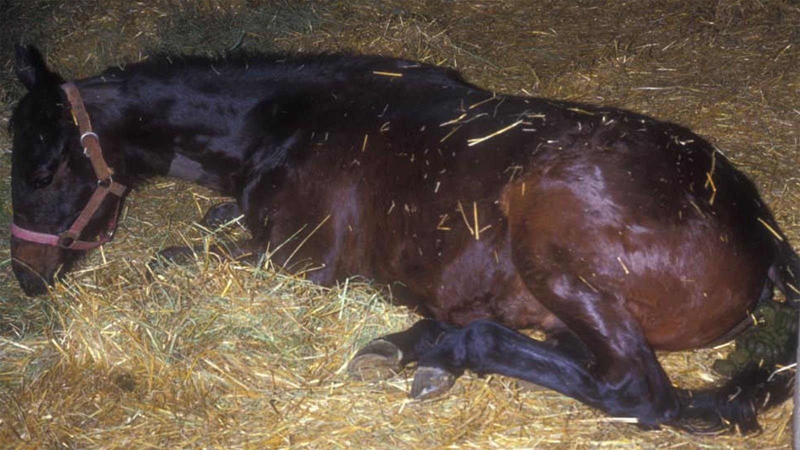 Horses can appear perfectly healthy yet spread EHV-1.