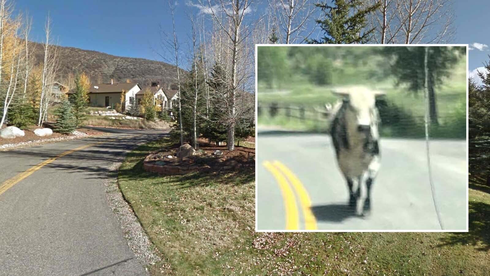 An elusive rodeo bull named Sauce Boss — or maybe Twinkle Toes — was caught Sunday after running away from a Colorado rodeo. He enjoyed five days of freedom in the rugged brush and woods of an upscale neighborhood before finally being corralled.