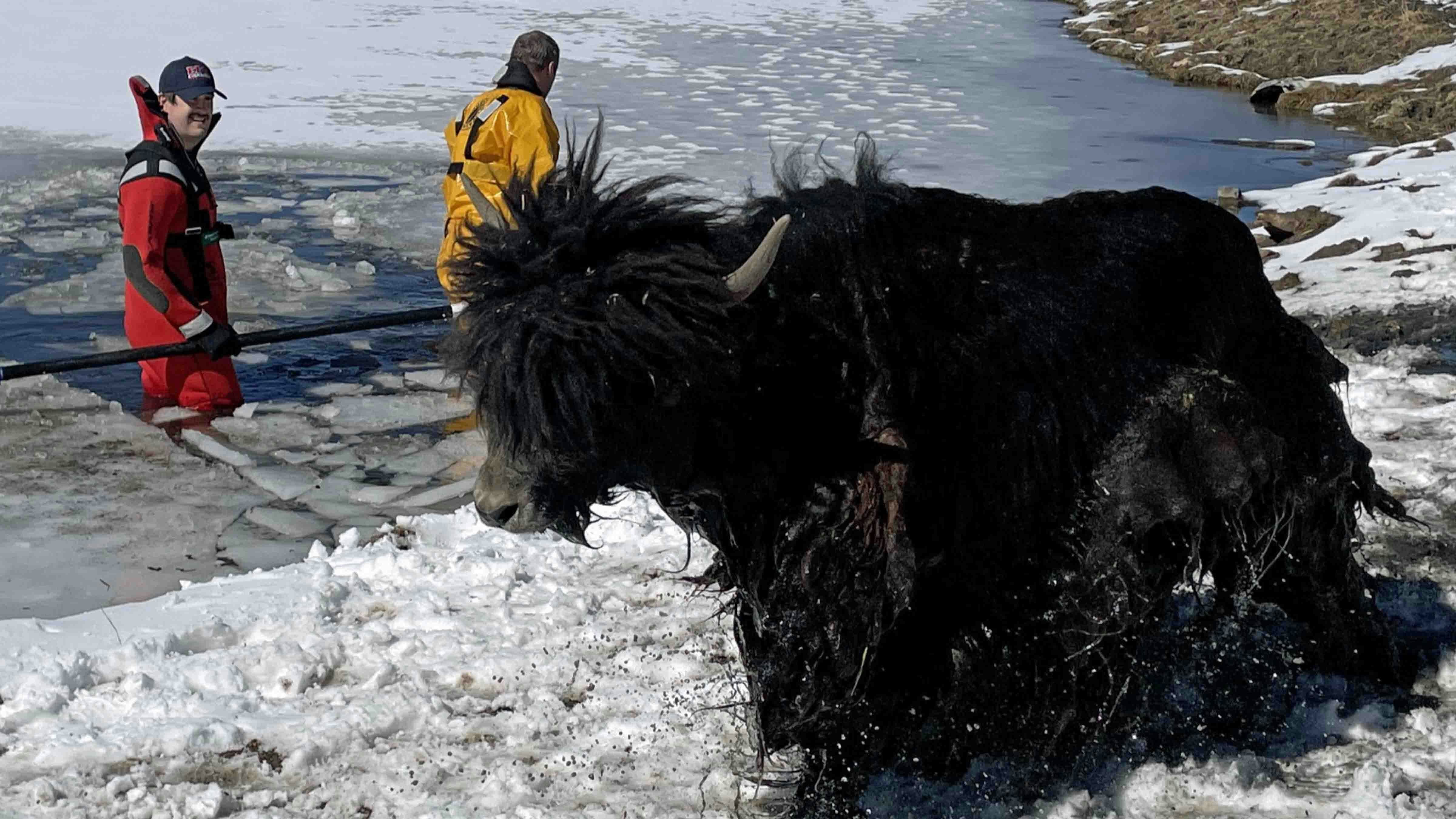 Evergreen Fire Rescue thought they were rescuing a bison calf from a frozen pond outside Evergreen, Colorado, on March 5, 2025. But the victim was actually a yak that needed a 10-foot path back to shore.