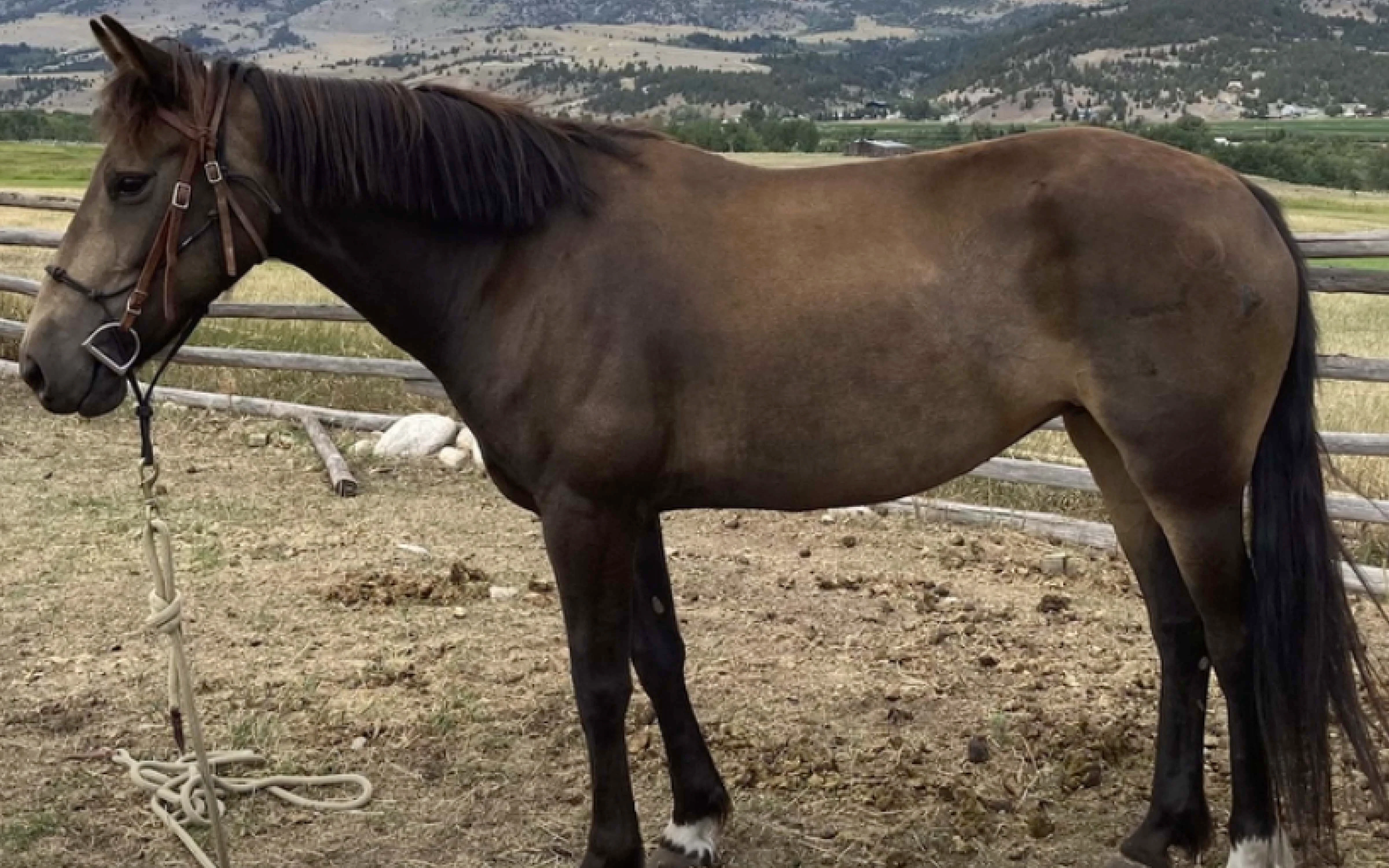 A recent photo of Evie, the six-year-old mustang that's loose in Yellowstone National Park. The horse has been hanging out with a herd of bison near Slough Creek near the park's northern boundary, using her wild-borne instincts to keep herself alive while avoiding attempts to recover her.