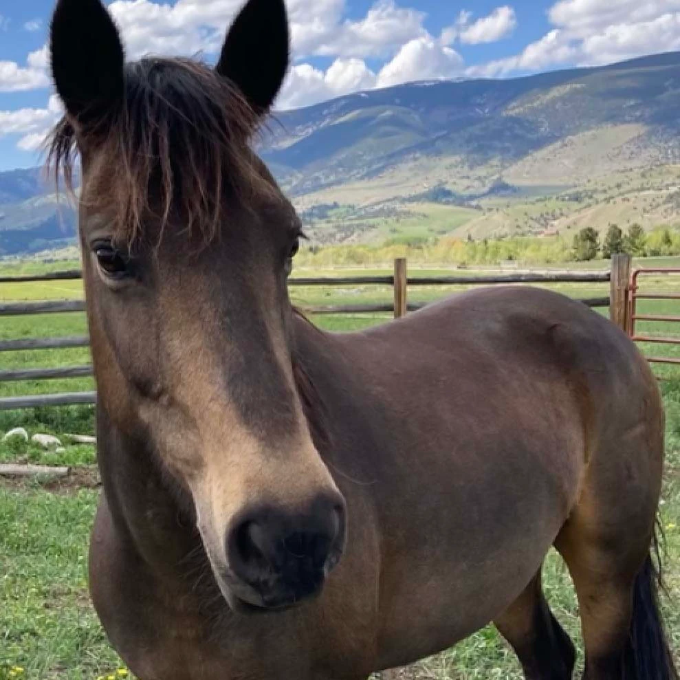 A recent photo of Evie, the six-year-old mustang that's loose in Yellowstone National Park. The horse has been hanging out with a herd of bison near Slough Creek near the park's northern boundary, using her wild-borne instincts to keep herself alive while avoiding attempts to recover her.