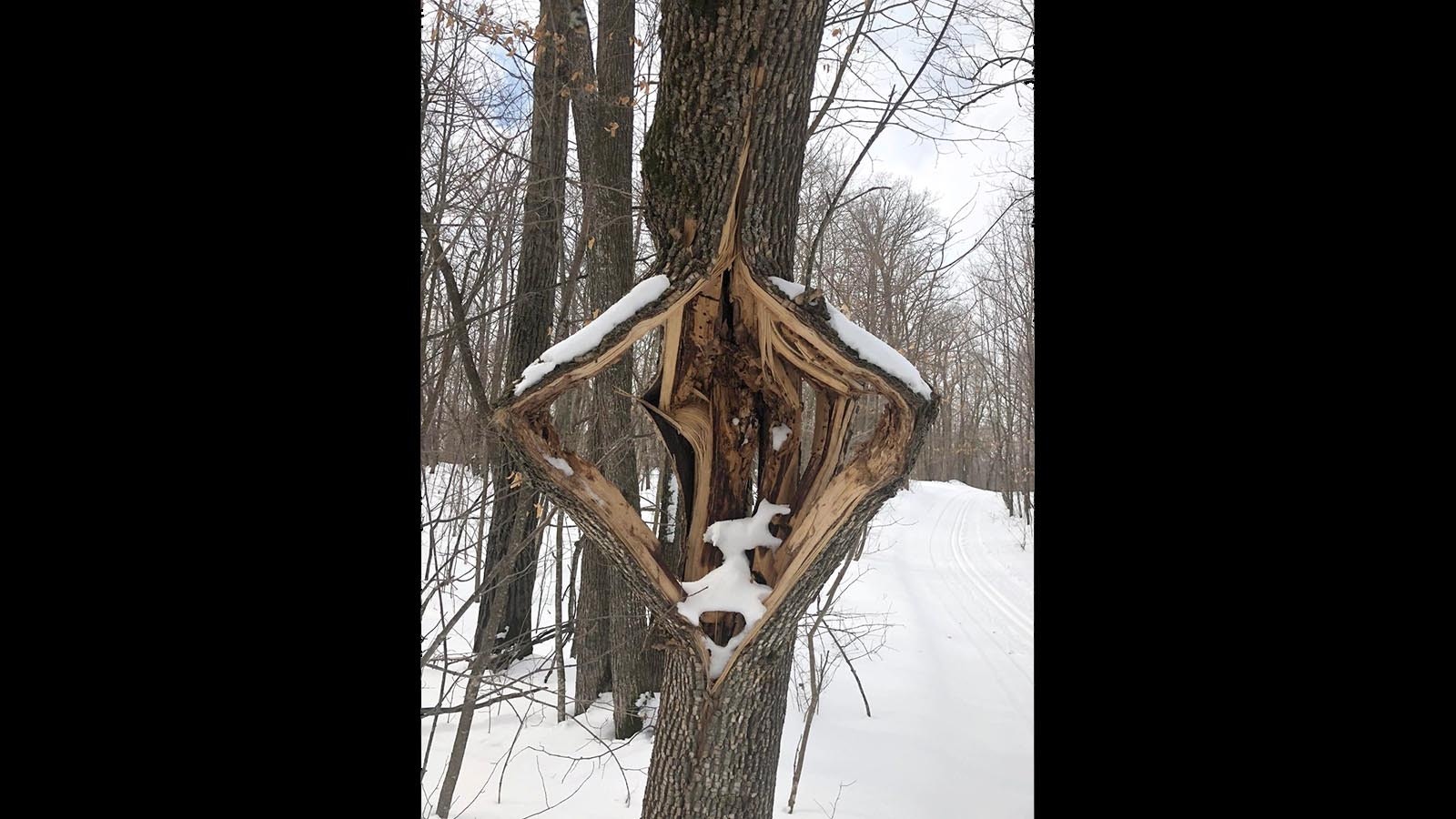 Meteorologists are warning that an incoming subzero cold snap comes with an increased risk of "exploding trees." Arborists say it's a real thing that can sever branches, crack trunks, and sound like a gunshot when trees pop.