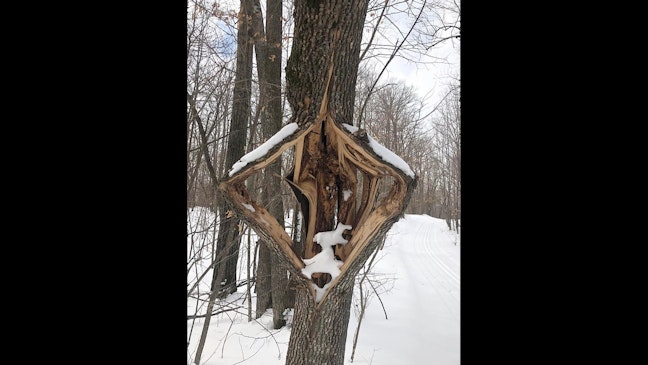 'Exploding Tree' Warning From Subzero Cold Snap Reaches Into Wyoming ...