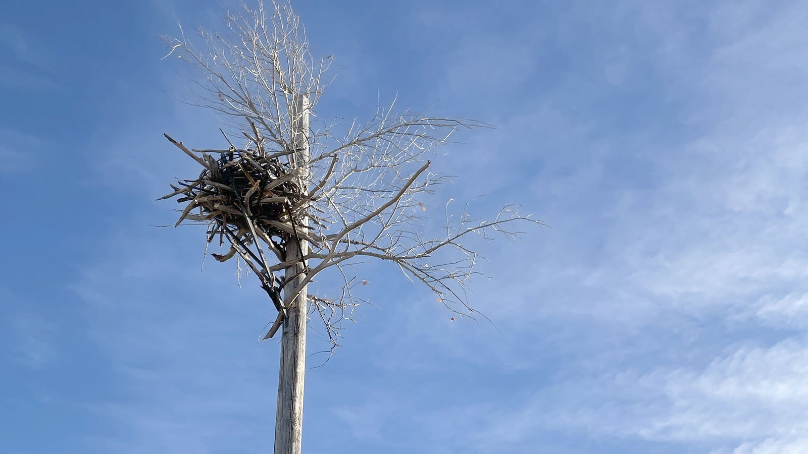 Old powerline poles were used to build nesting sites for golden eagles in Wyoming’s vast Thunder Basin grasslands. It’s hoped the nests will entice eagles to colonized the area and feast on prairie dog.