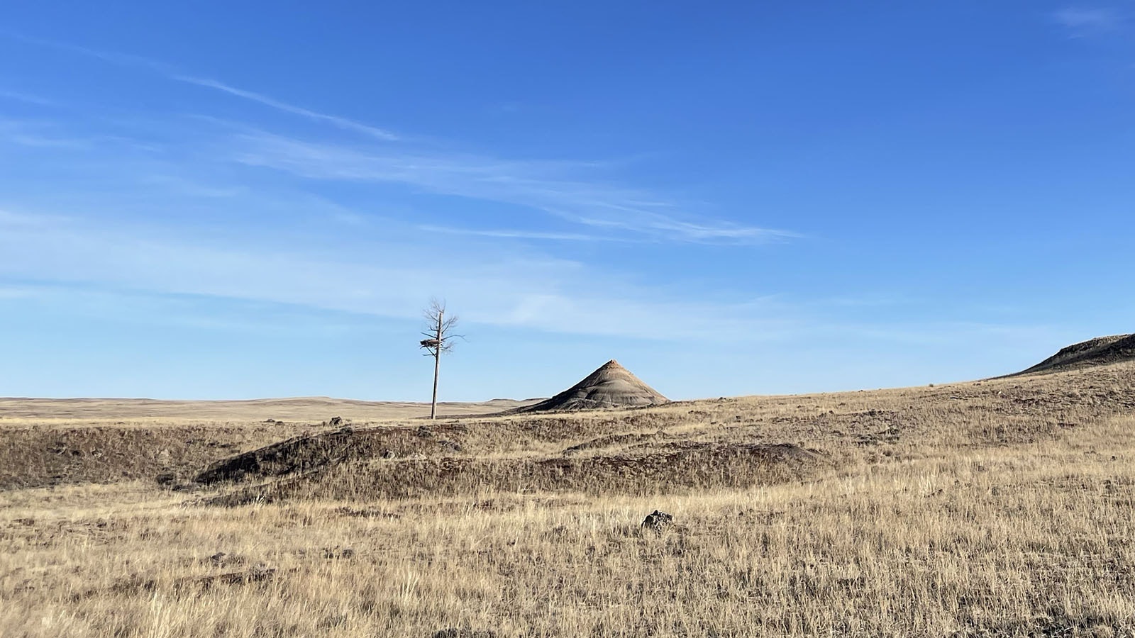 Old powerline poles were used to build nesting sites for golden eagles in Wyoming’s vast Thunder Basin grasslands. It’s hoped the nests will entice eagles to colonized the area and feast on prairie dog.