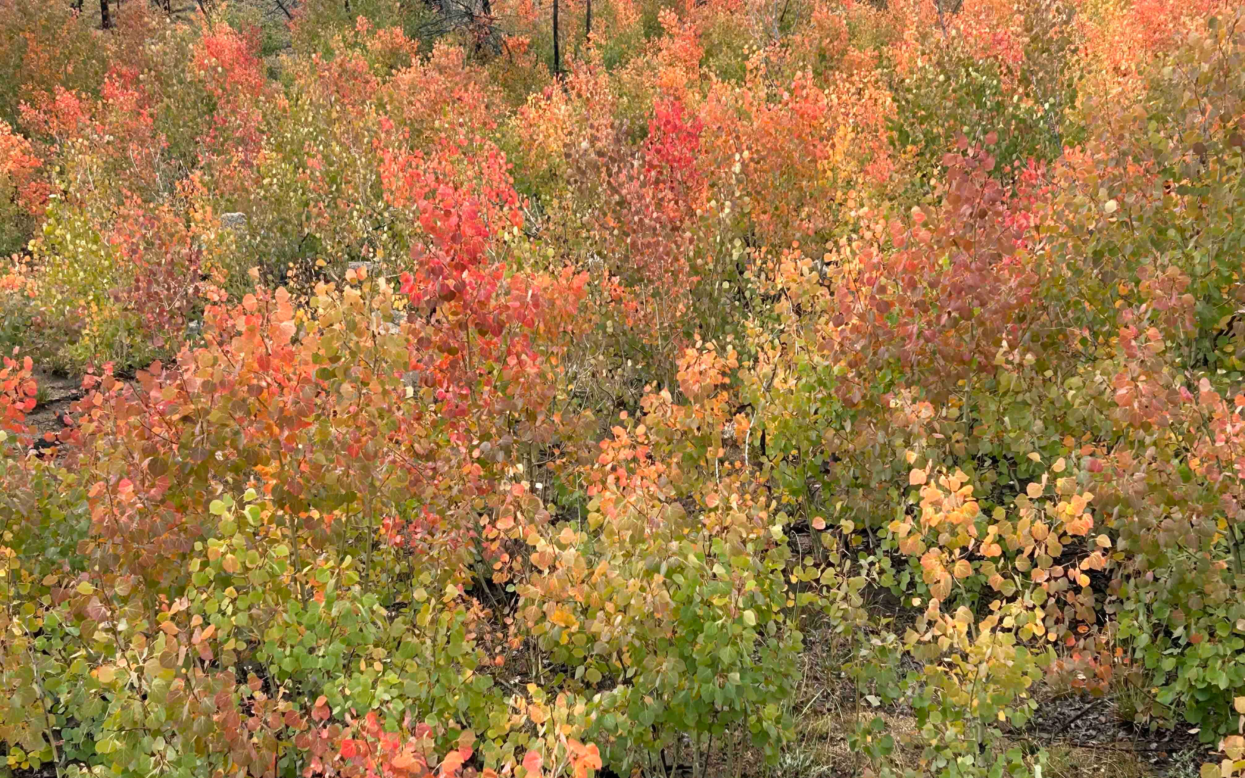 Falls colors in the Keystone area of Snowy Range