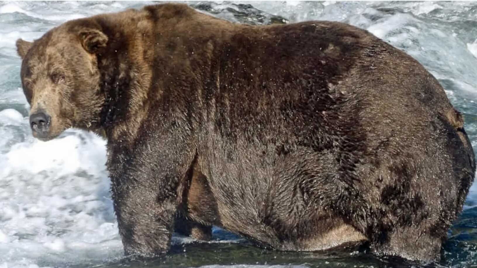 Fat bear 747