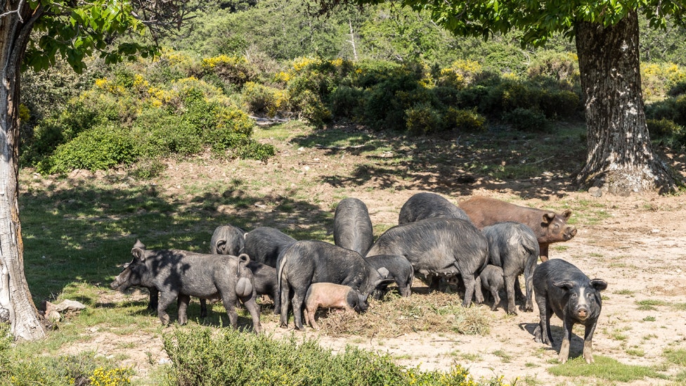 Feral hogs 1 25 23