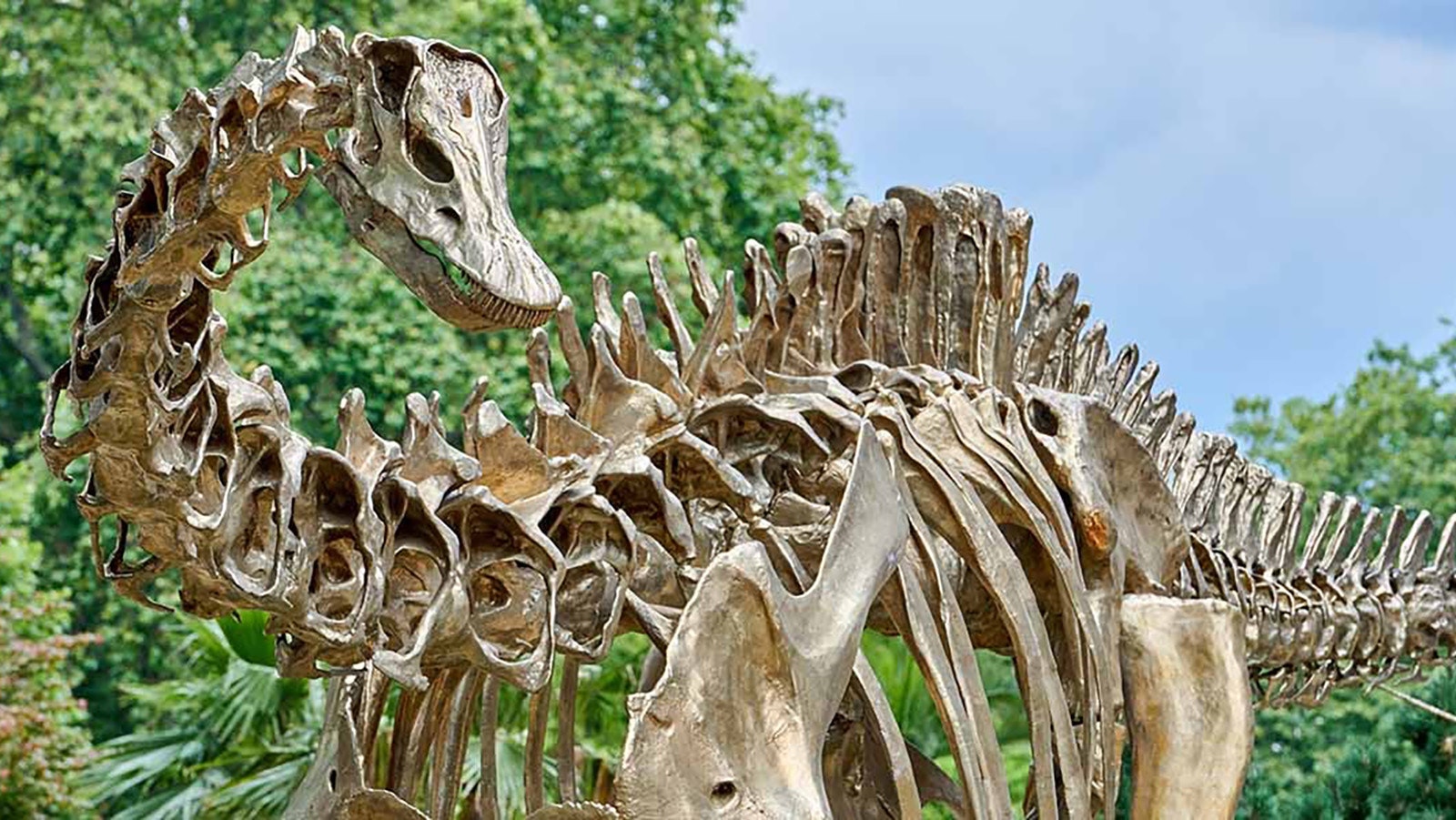 Fern is a full-sized, 88-foot-long bronze replica of a Diplodocus named Dippy found in Wyoming in 1899. Fern will greet visitors to the Natural History Museum of London.