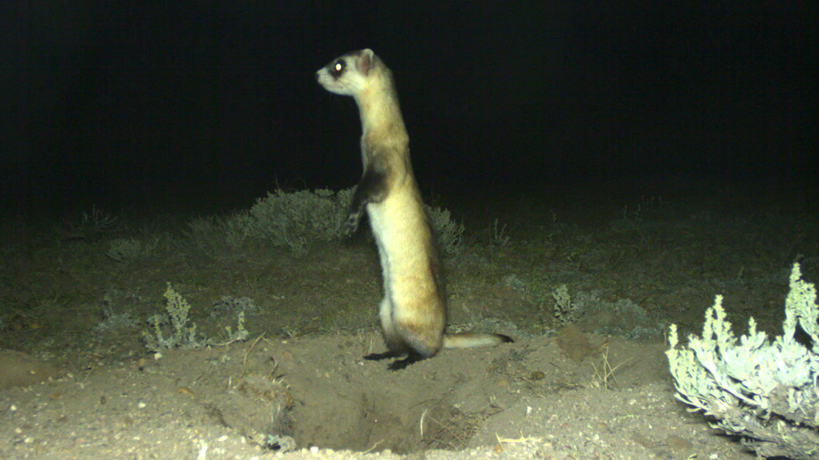 Black-footed ferrets are doing OK in the vast Shirely Basin but are apparently struggling near Meeteetse, where they were discovered in 1981.