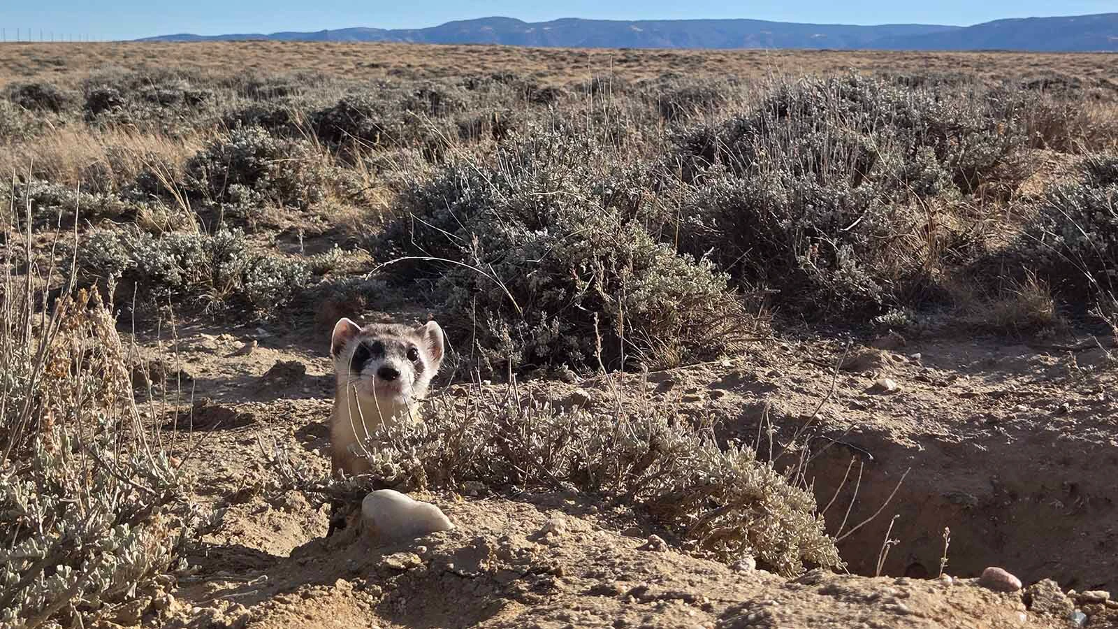 Black-footed ferrets are doing OK in the vast Shirely Basin but are apparently struggling near Meeteetse, where they were discovered in 1981.