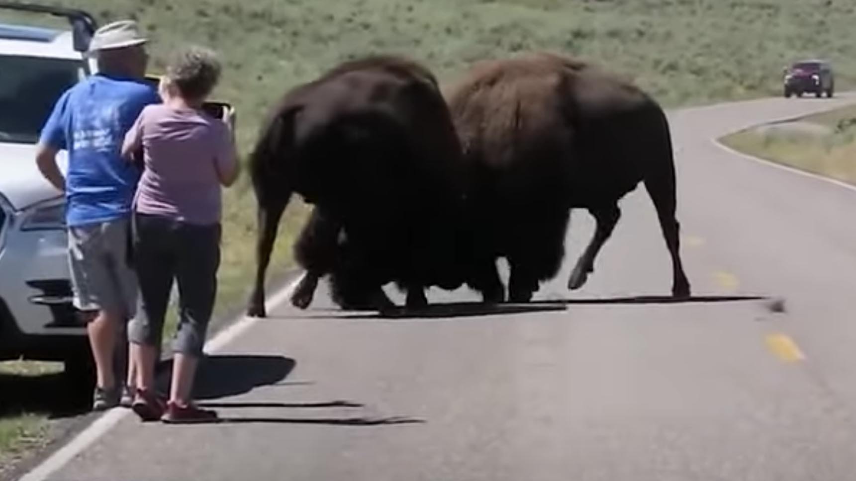 Fighting bison 8 11 22