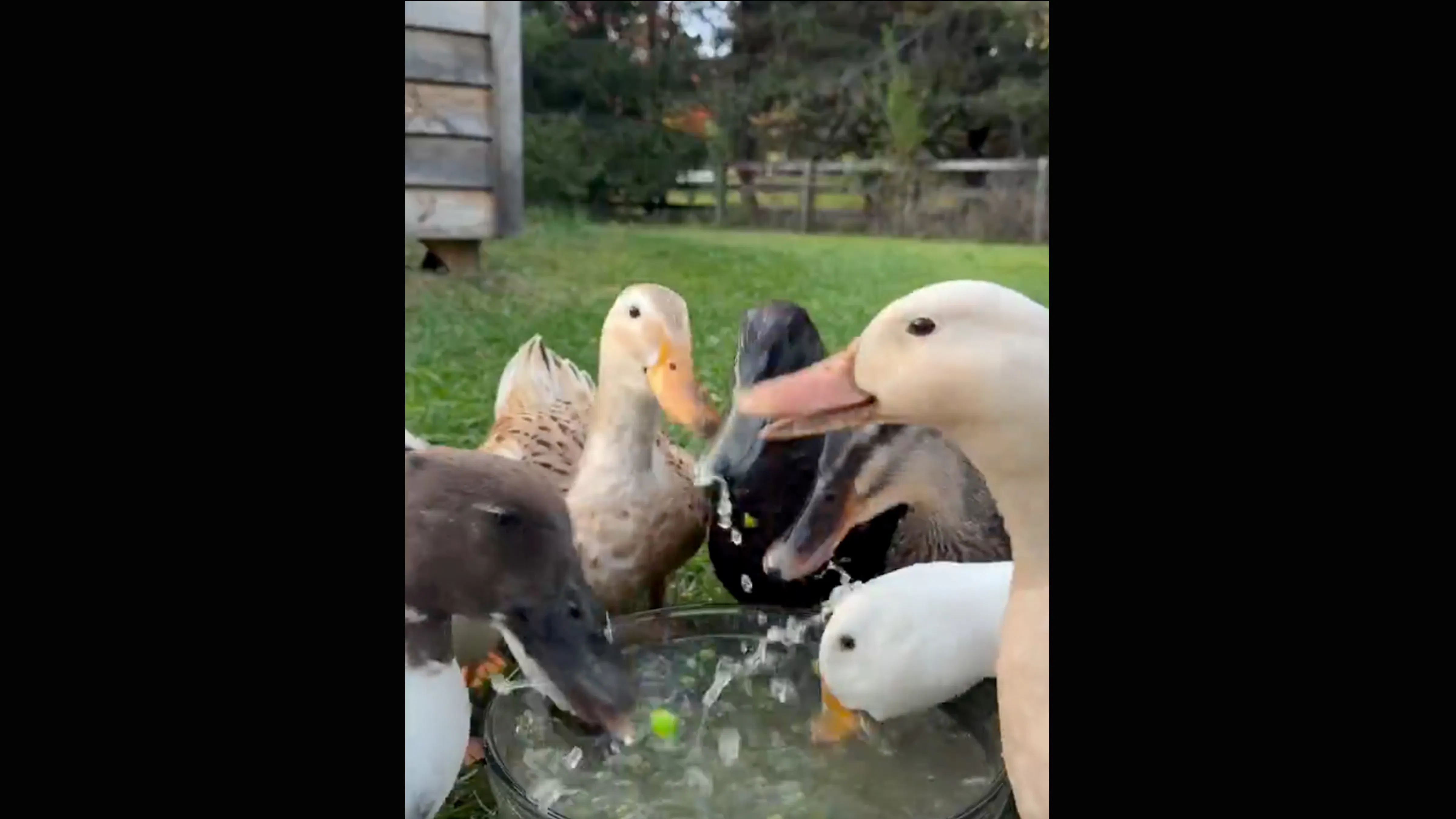 Fine dining 10 19 26
