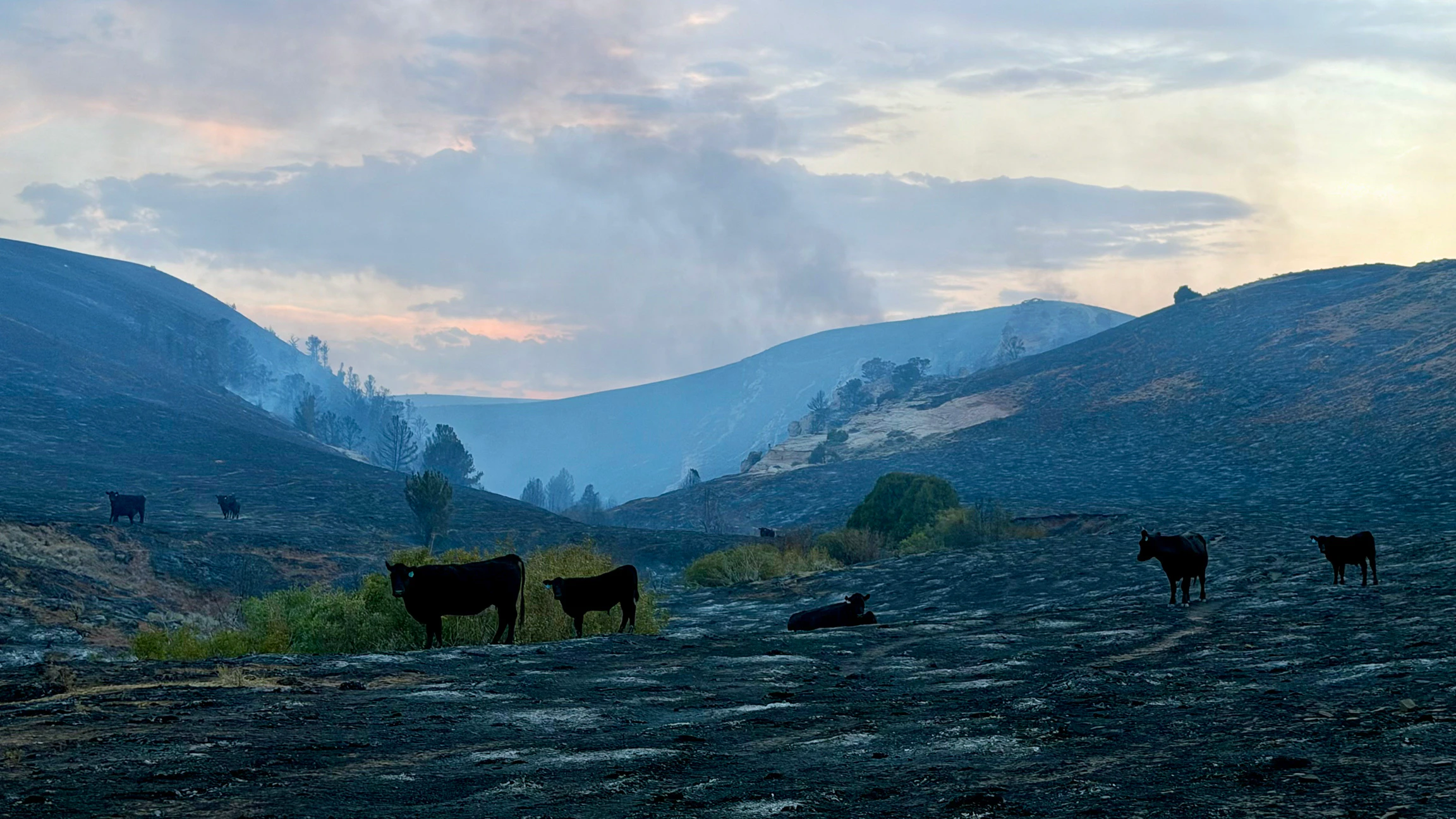 Cattle from the Abernathy Ranchers southeast of Lander linger on devastated rangeland.