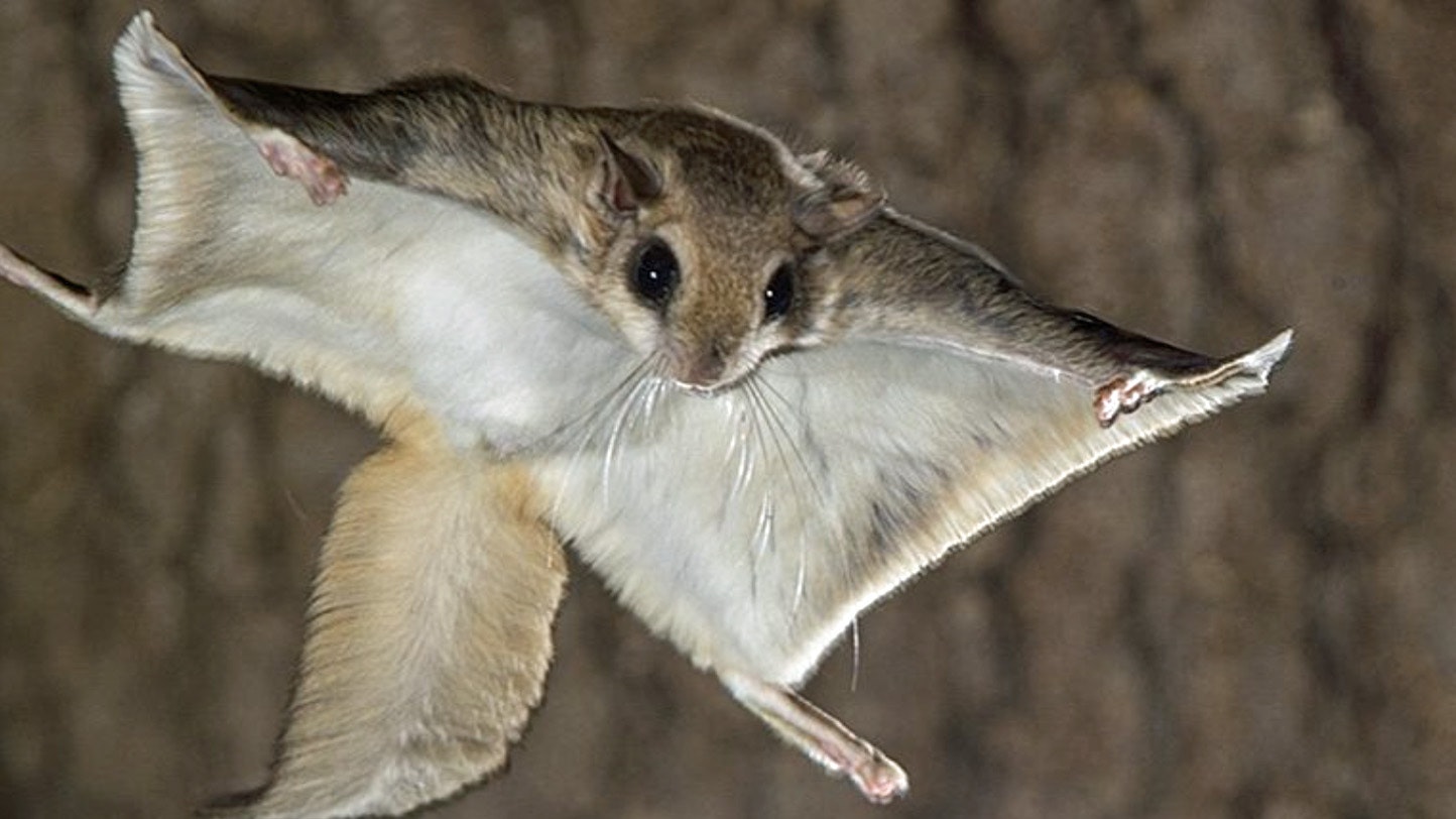 Flying squirrel part 2