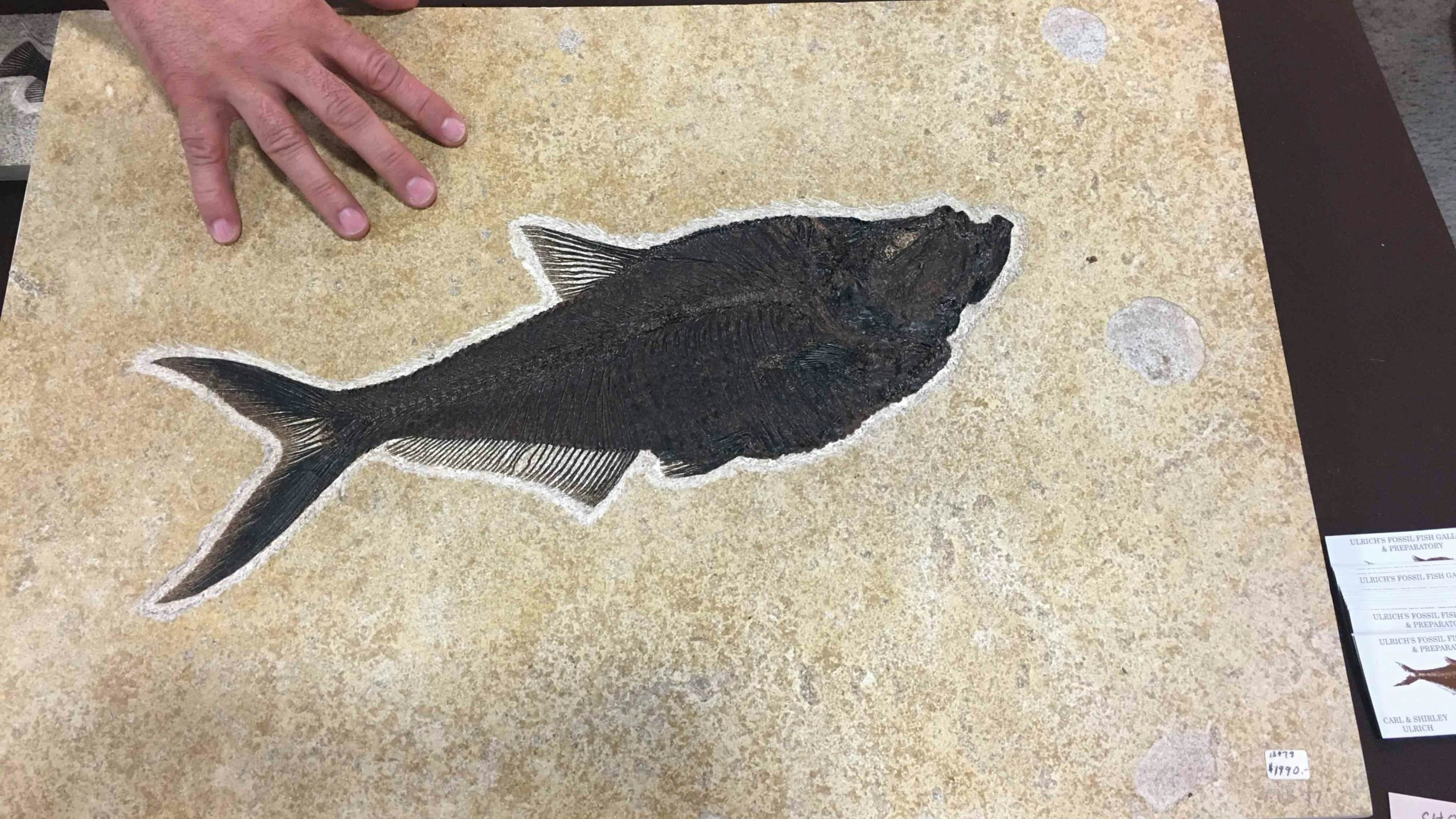 Fossil 2 10 5 22 scaled