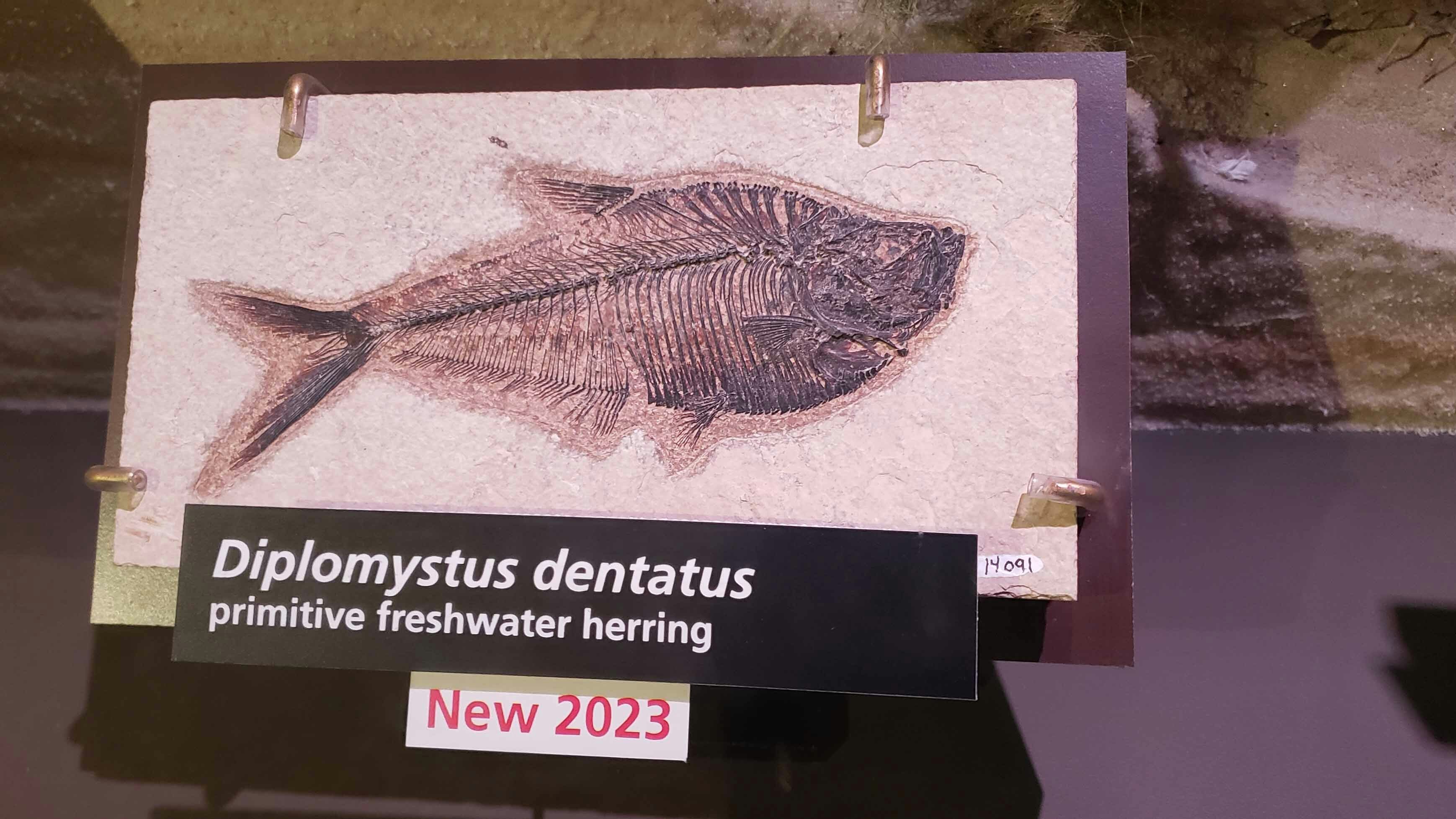 A type of freshwater herring are the most common fish fossils found in the fossil lake beds