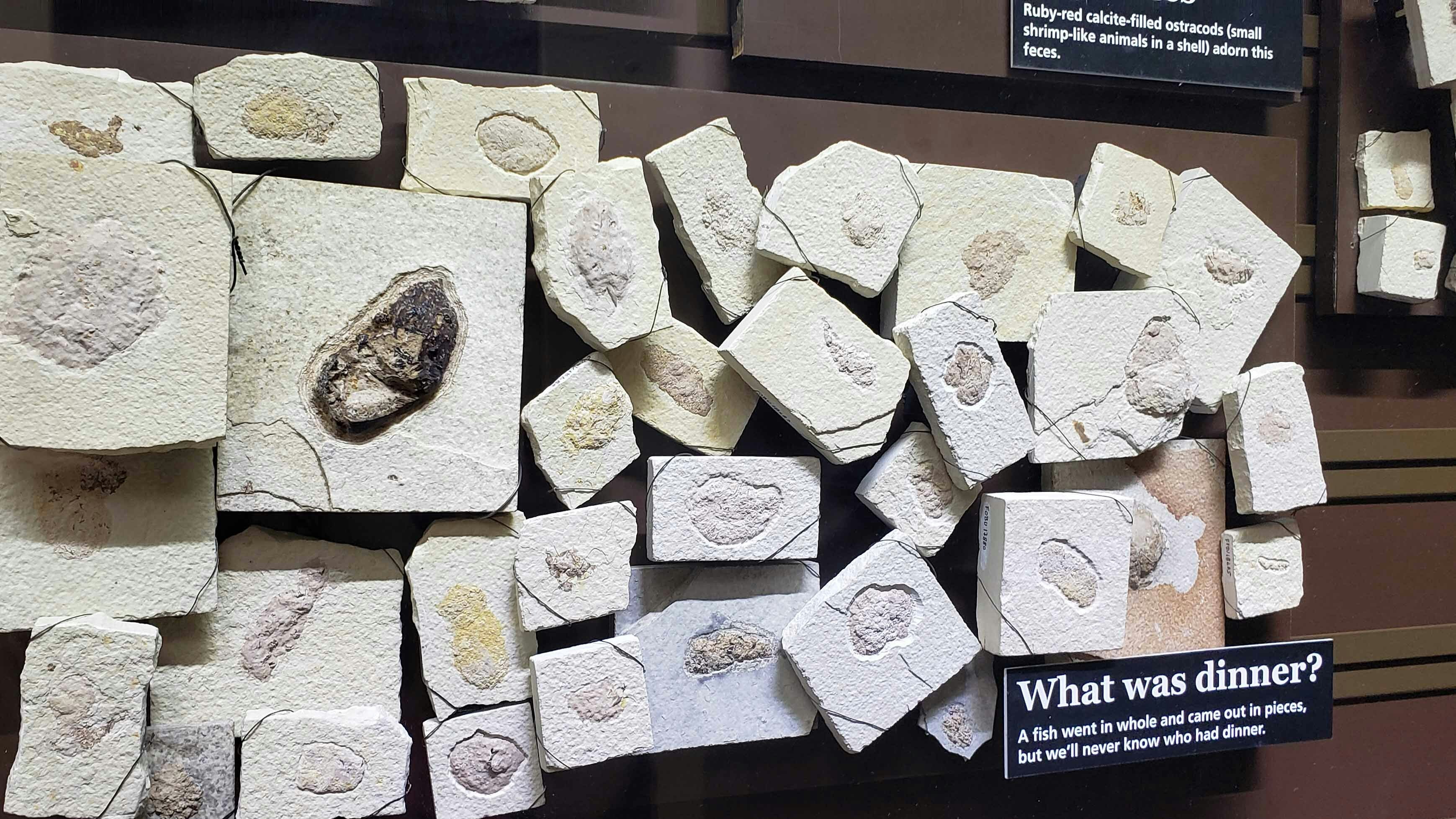 A variety of fossilized poop are displayed in the bathrooms