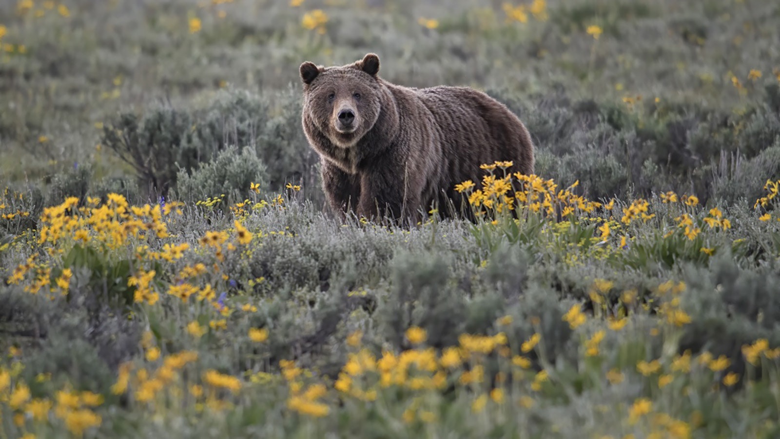 Wyoming wildlife photographer Jorn Vangoidtsenhoven followed Grizzly 399 for years. This was one of his favorite photos of her, standing at Pilgrim in Grand Teton National Park amid springtime wildflowers.