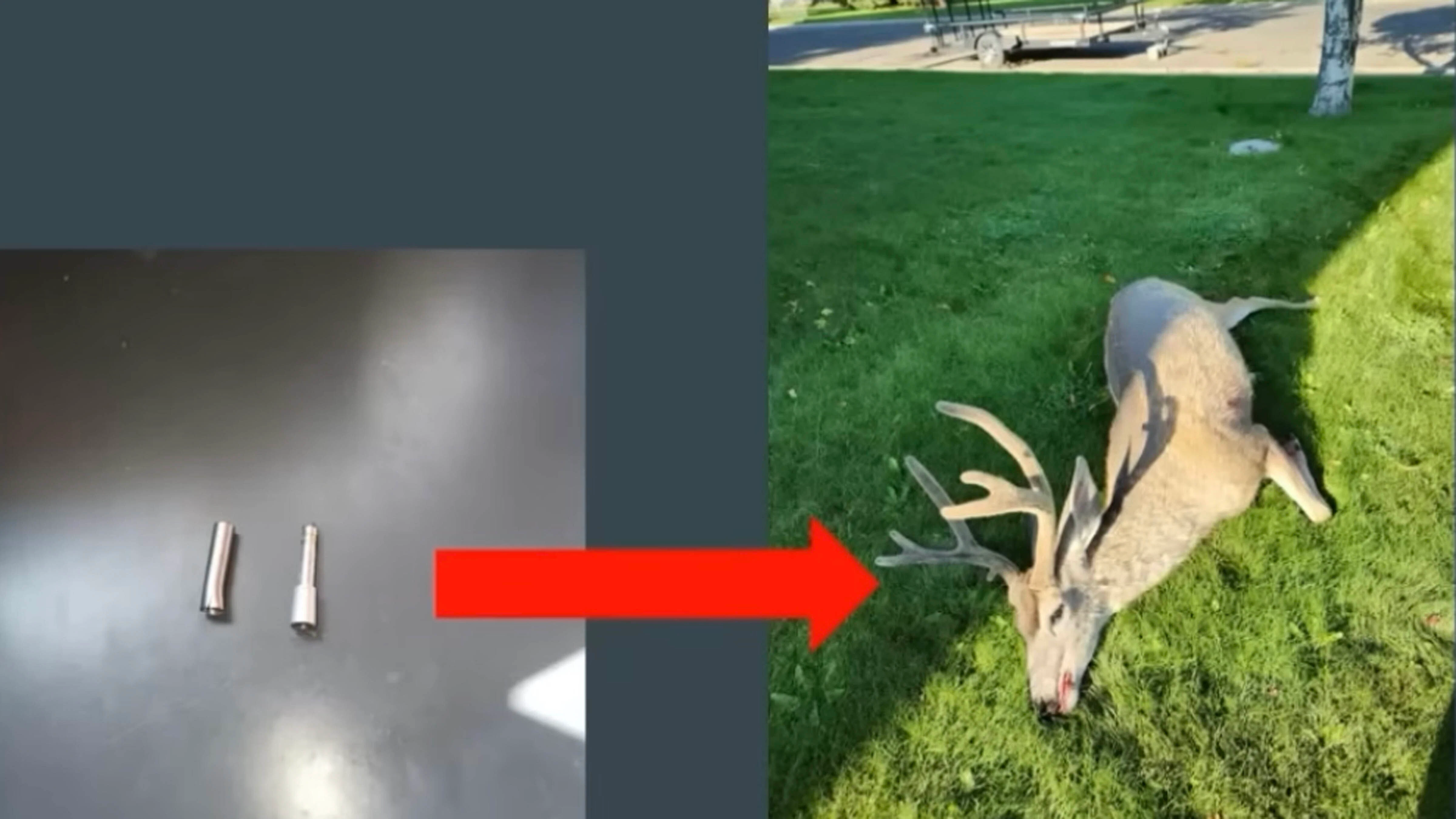 Forensic evidence was gathered from arrows to catch a serial poacher in Cody