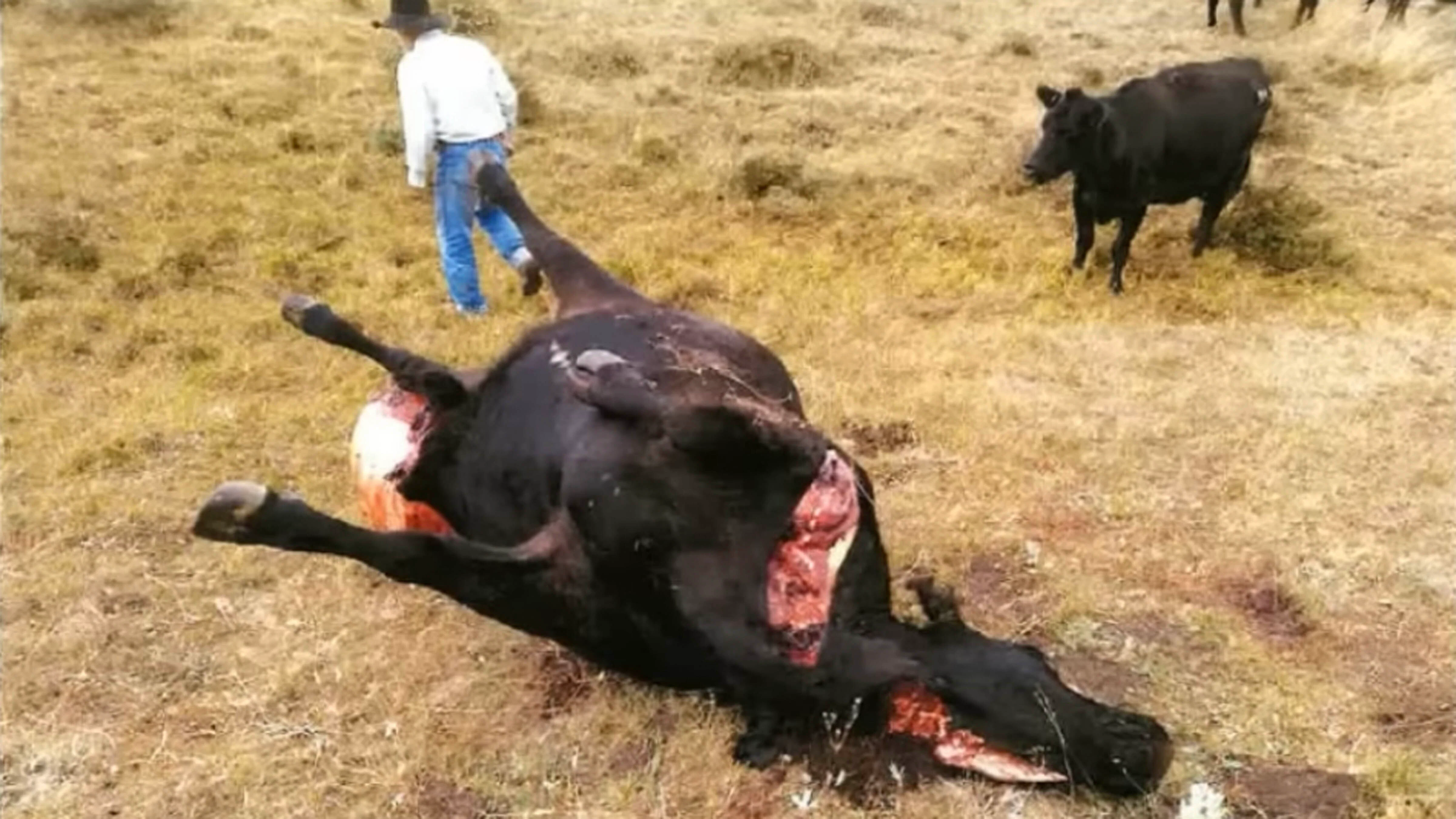 Forensic evidence was gathered from arrows to catch a serial poacher in Cody — who was also connected to a mutilated cow.