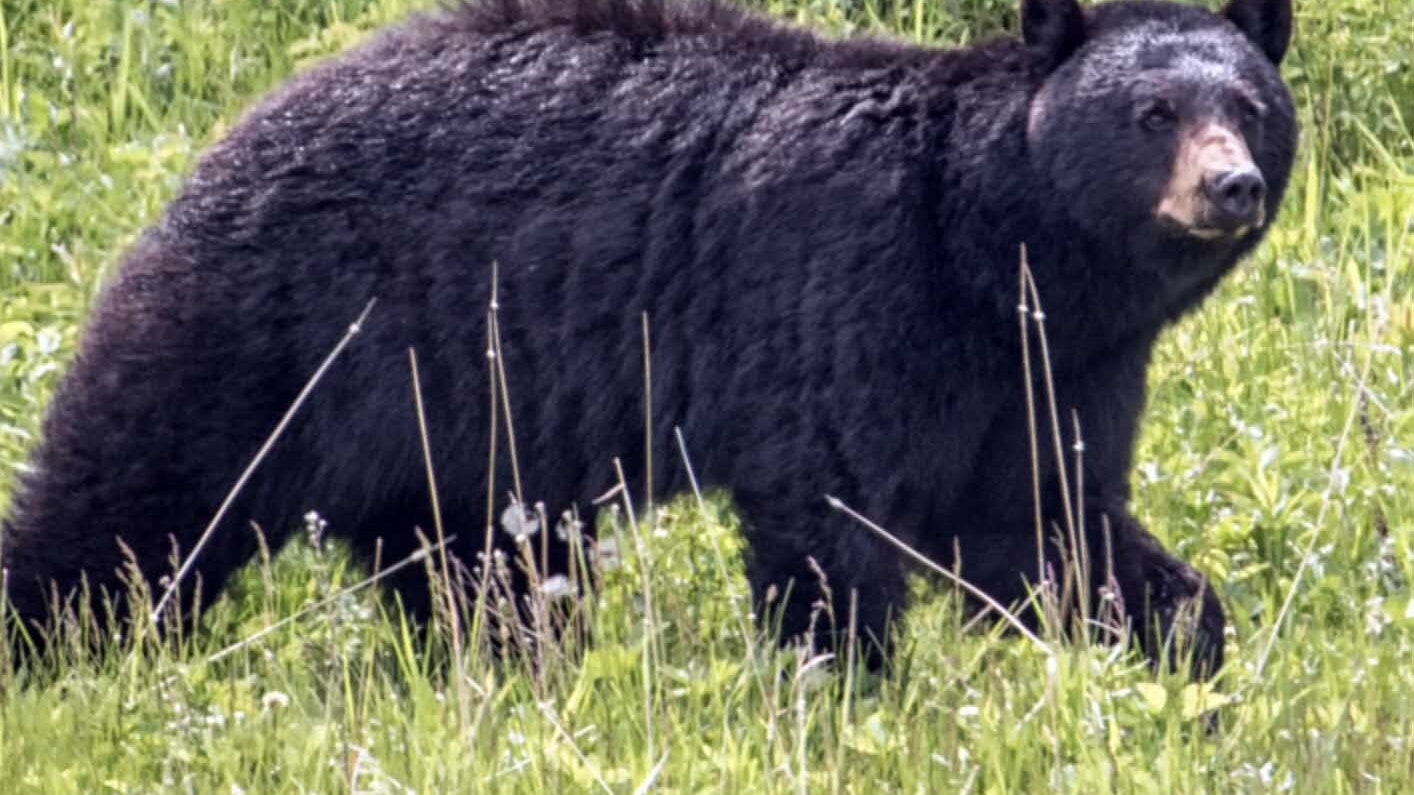 Game fish black bear