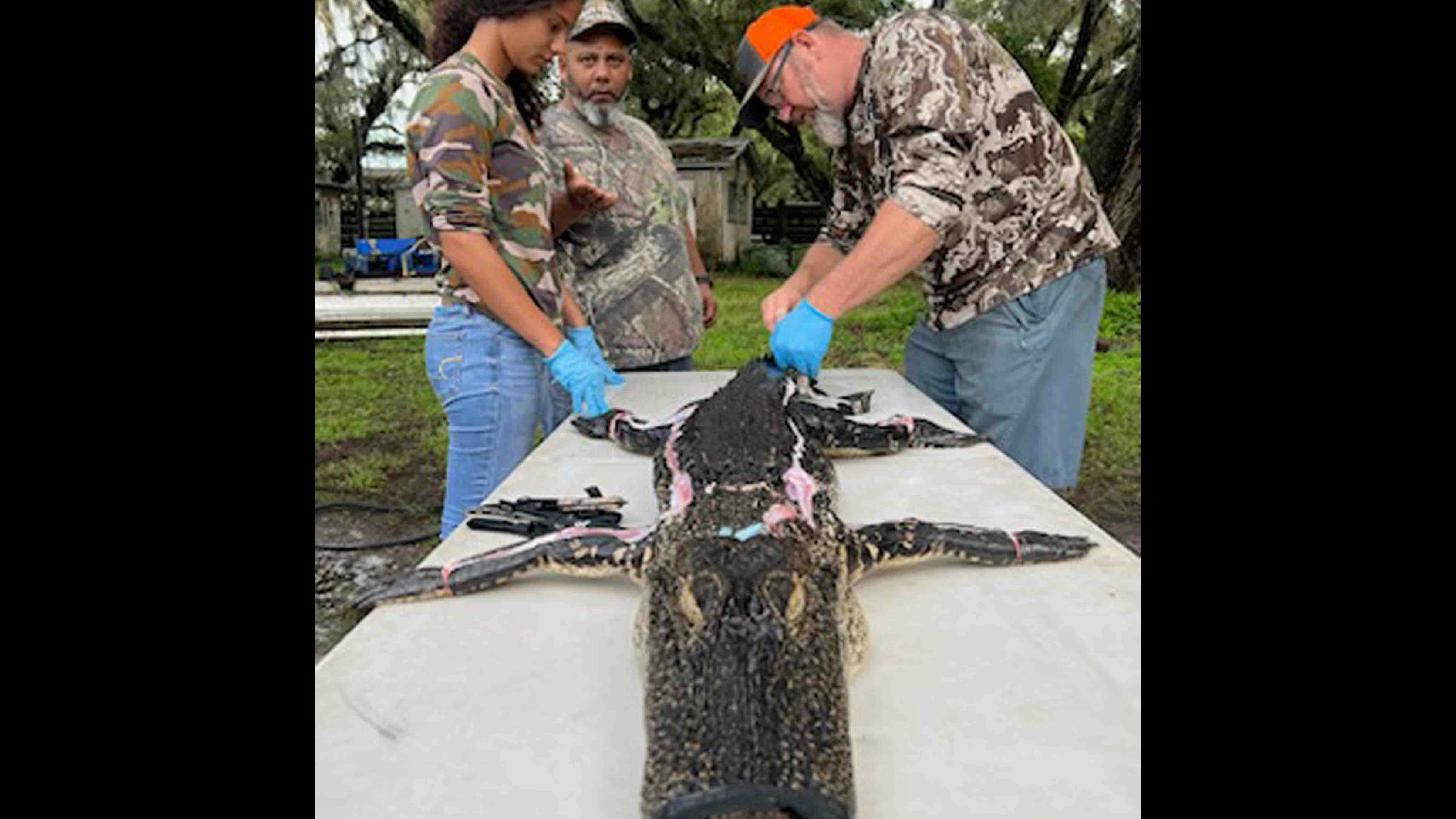 Mentors with the Florida-based 10 Can Inc. Christian Adventure Network teach alligator hunting skills – such as the complicated art of processing a gator carcass.