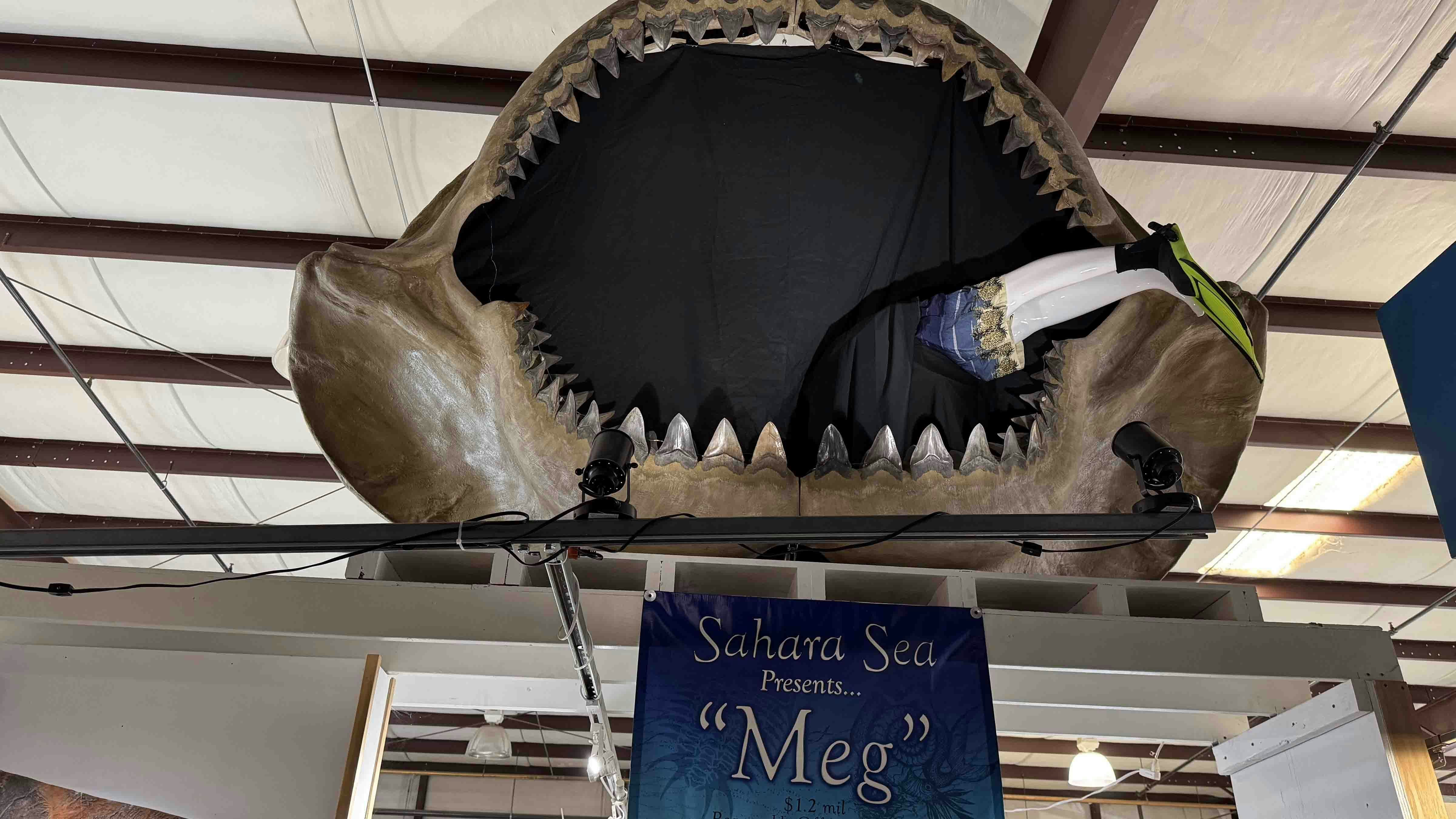 "Meg," a massive Megalodon mouth, available for $1.2 million at Sahara Seas during the 2025 Tucson Gem and Mineral Show. With international buyers looking for impressive specimens, this mouth could find a new home during the show.