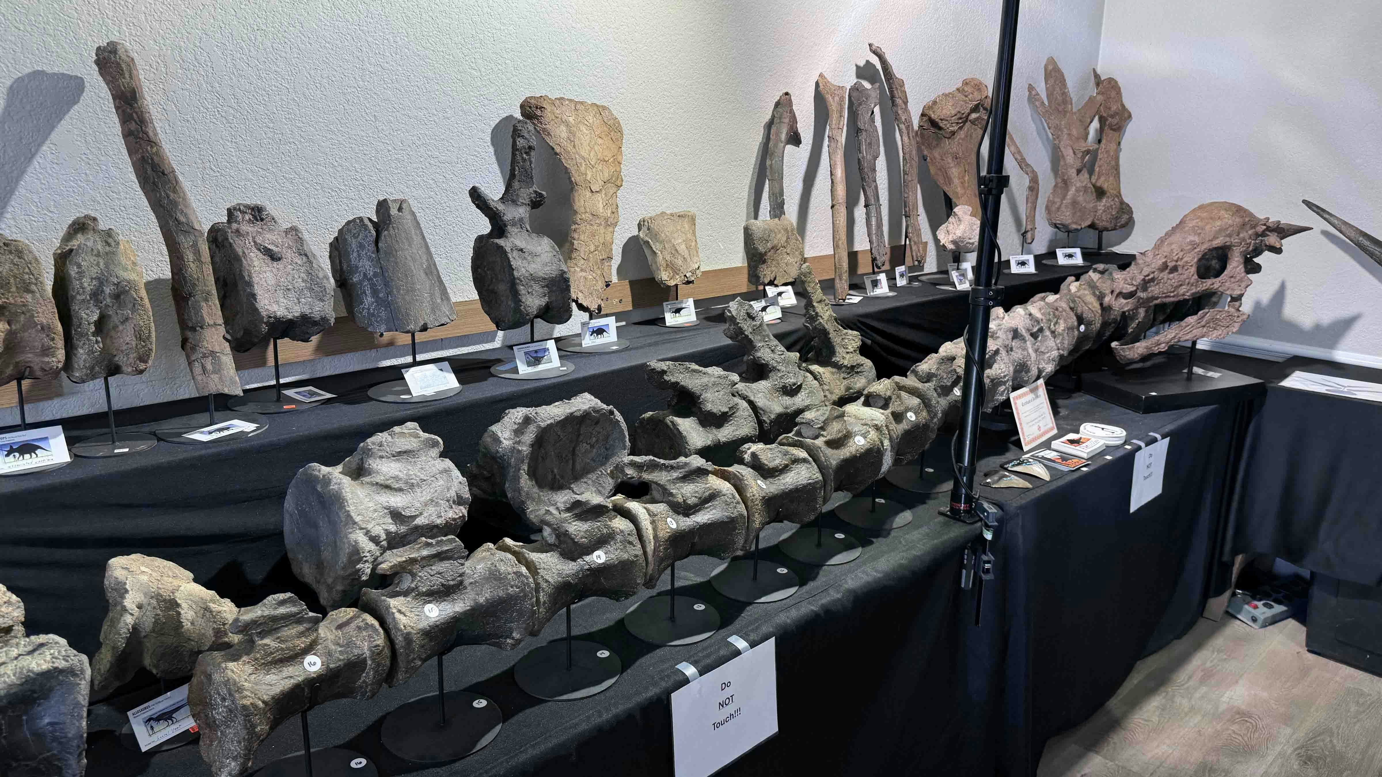 A collection of dinosaur fossils recovered by Utah Dump Diggers on display at the Days Inn during the 2025 Tucson Gem and Mineral Show. The long tail belongs to a Jurassic sauropod from Colorado, and the Pachycephalosaurus fossil was found in Wyoming.