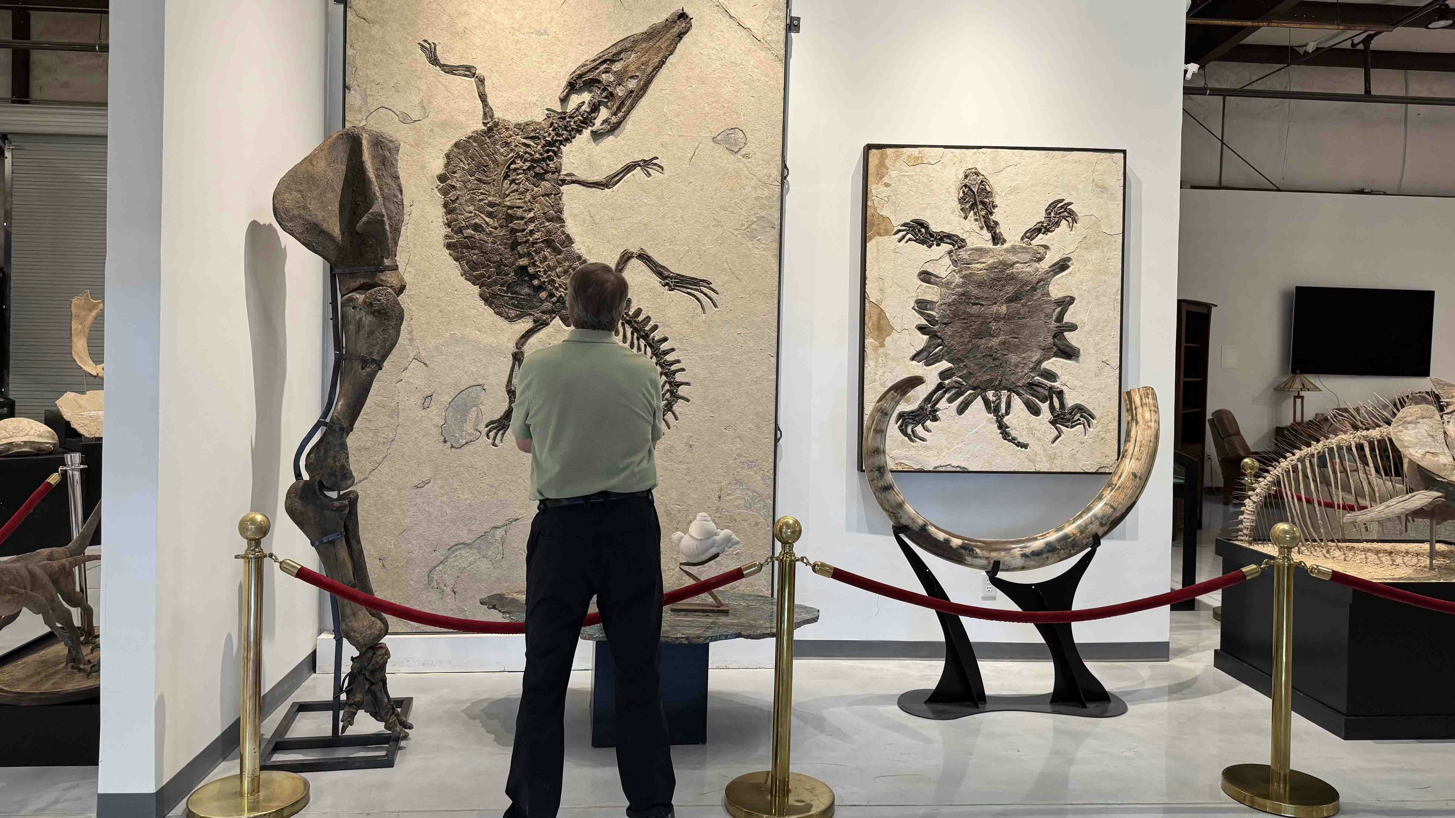 A spectator admires fossils from the Green River Formation of Wyoming in the GeoDecor showroom during the 2025 Tucson Gem and Mineral Show.