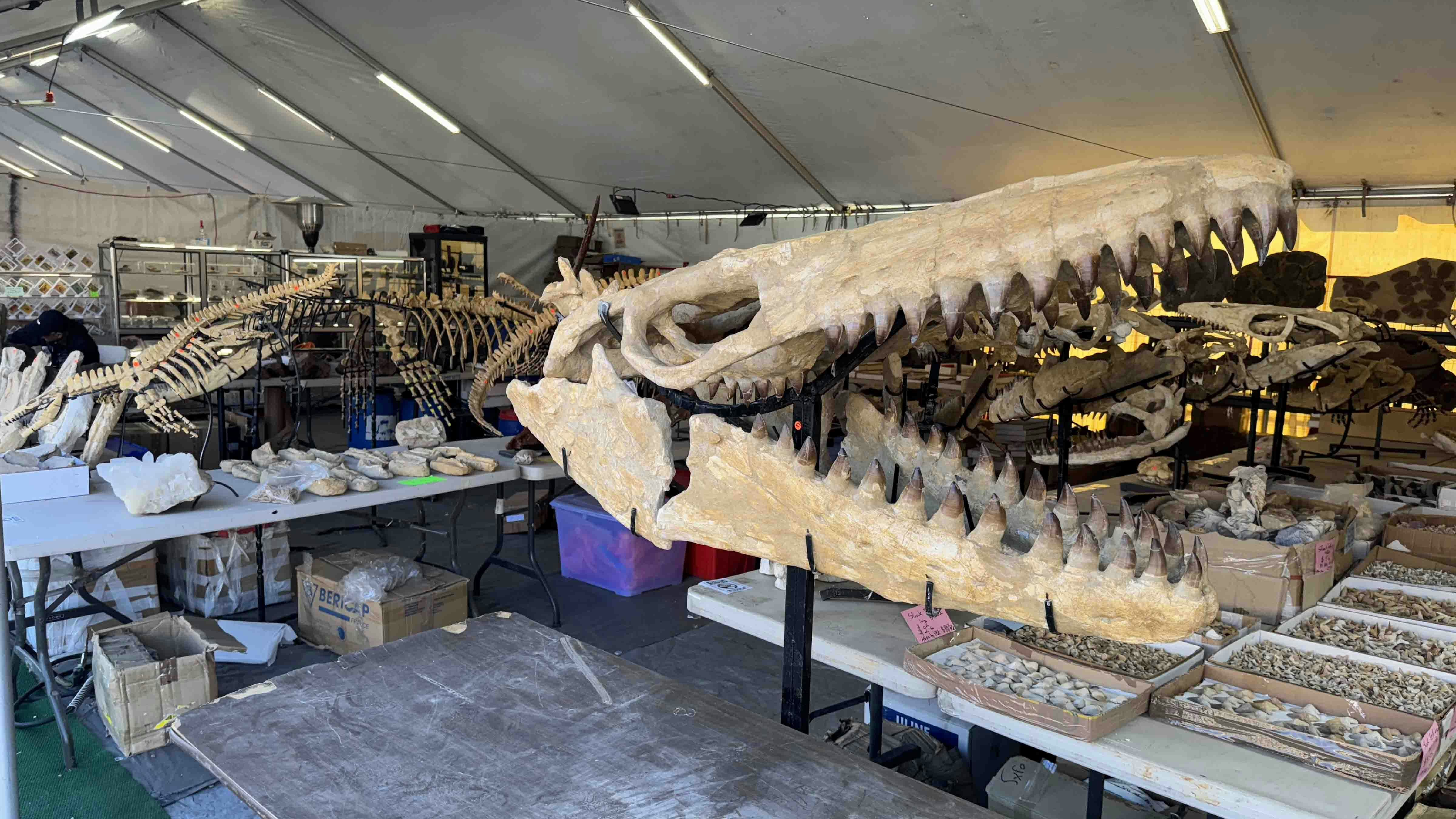 A mosasaur skull and several other fossils from Morocco on display at the 2025 Tucson Gem and Mineral Show.