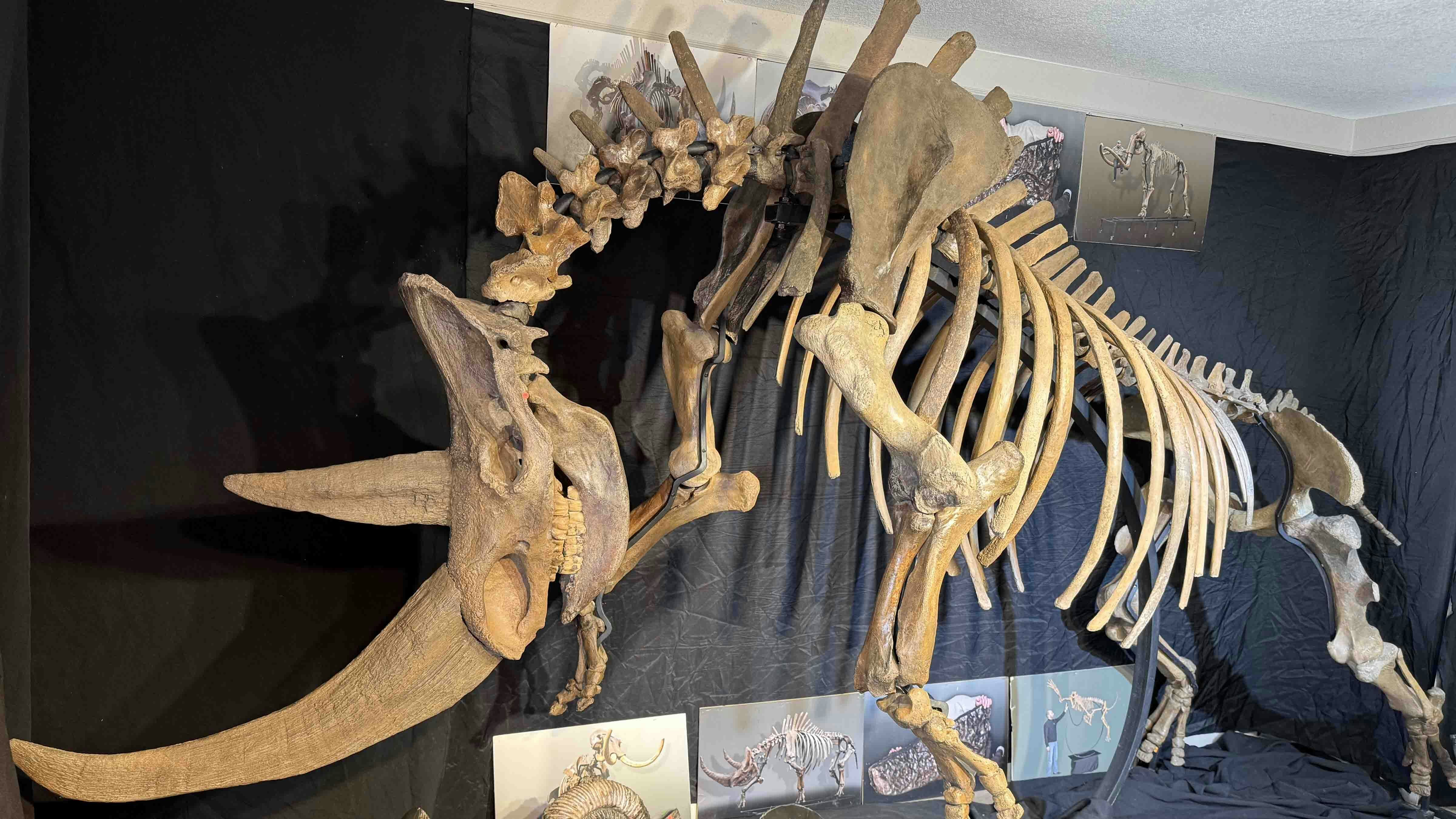 A woolly rhinoceros skeleton and several ammonites from Russia on display in a Days Inn hotel room during the 2025 Tucson Gem and Mineral Show.