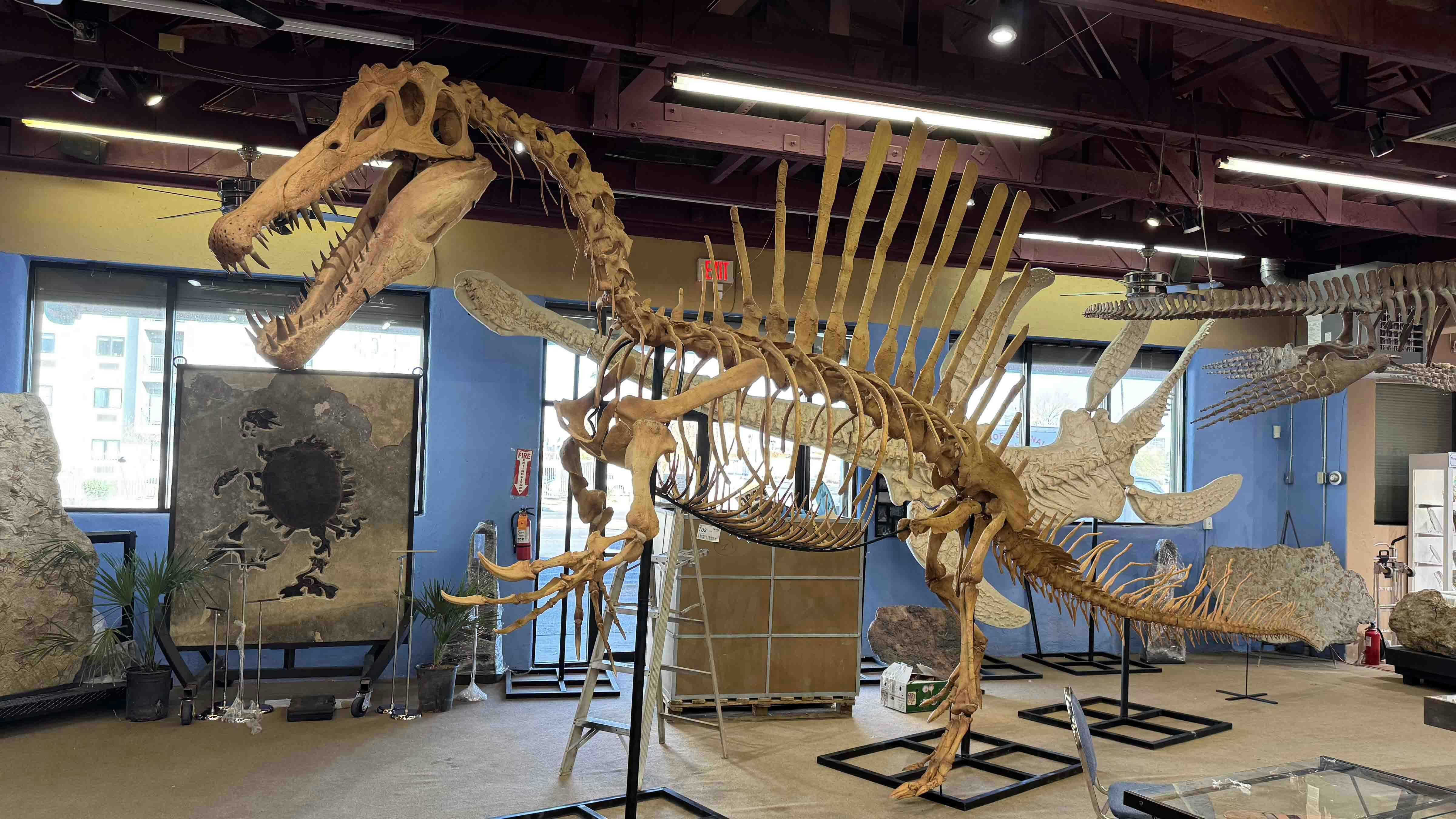 A Spinosaurus skeleton on display at the Mineral and Fossil Marketplace during the 2025 Tucson Gem and Mineral Show. The large turtle behind it is a 52-million-year-old Axestemys from the Green River Formation near Kemmerer.