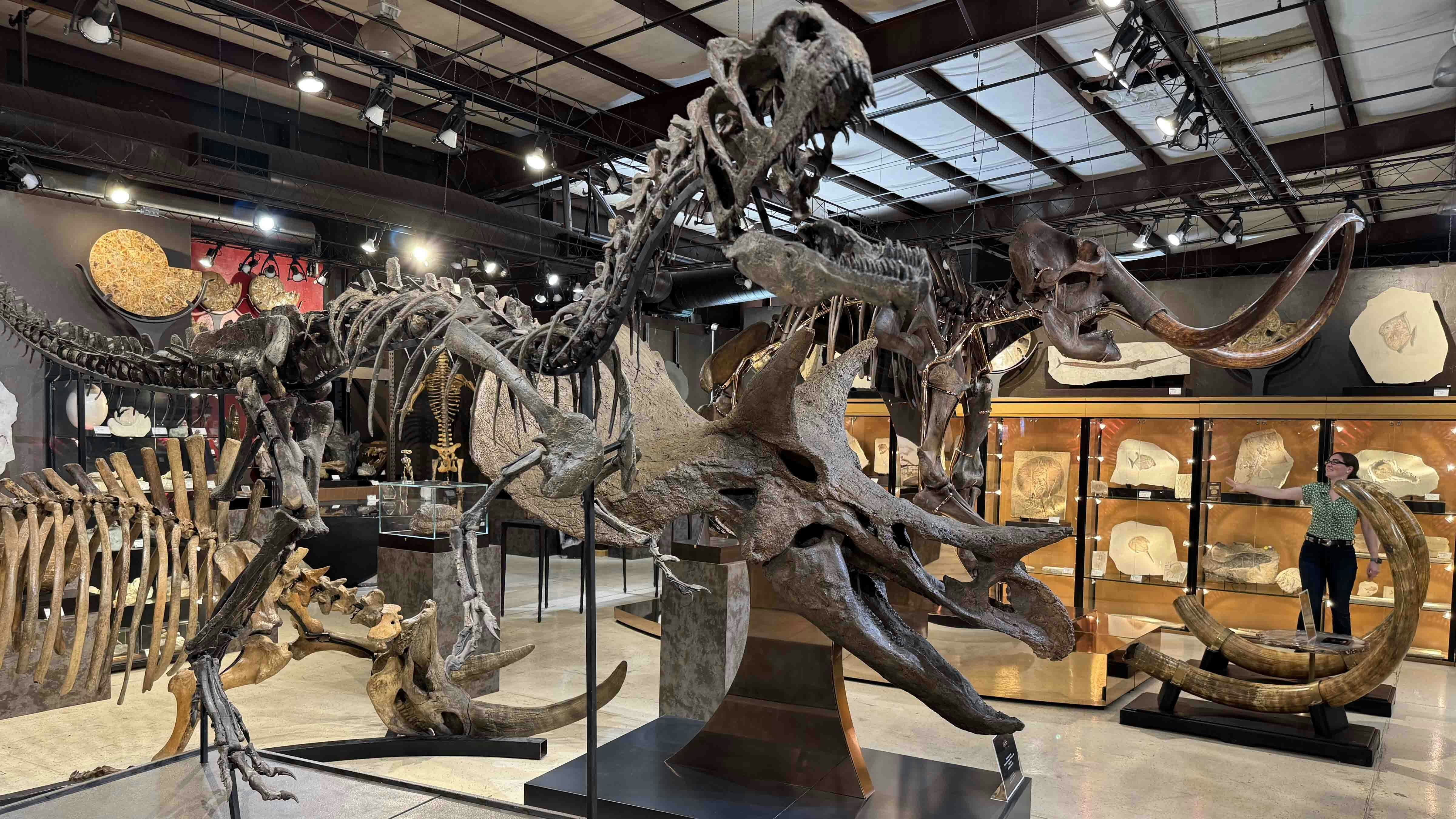 A juvenile Allosaurus, Triceratops skull, and mammoth skeleton, along with other fossils, in the Geoworld showroom during the 2025 Tucson Gem and Mineral Show. The Allosaurus skeleton was found in Washakie County and could find a buyer in the international audience coming to Tucson for the world-renowned show.