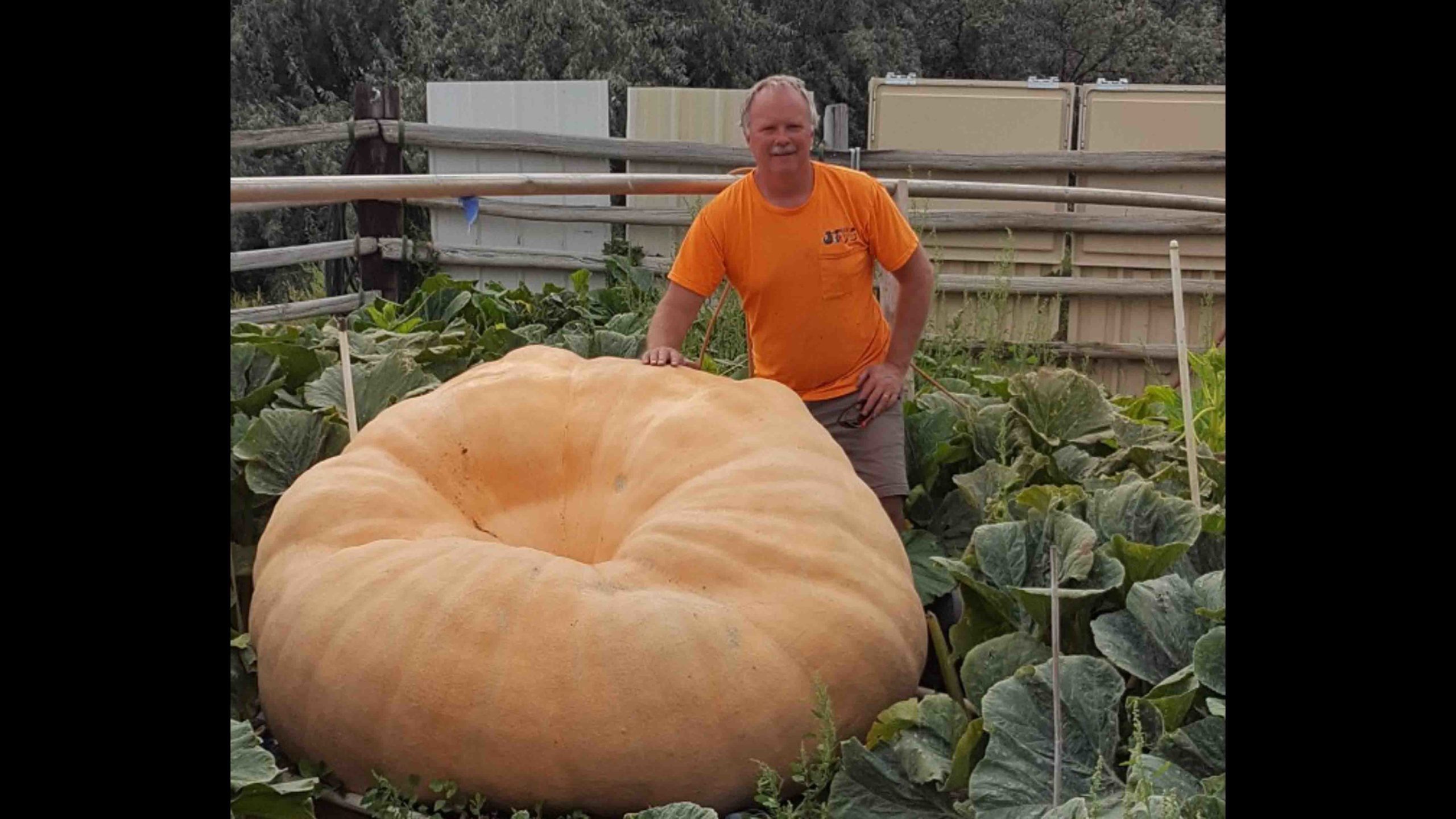 Giant ass pumpkin scaled