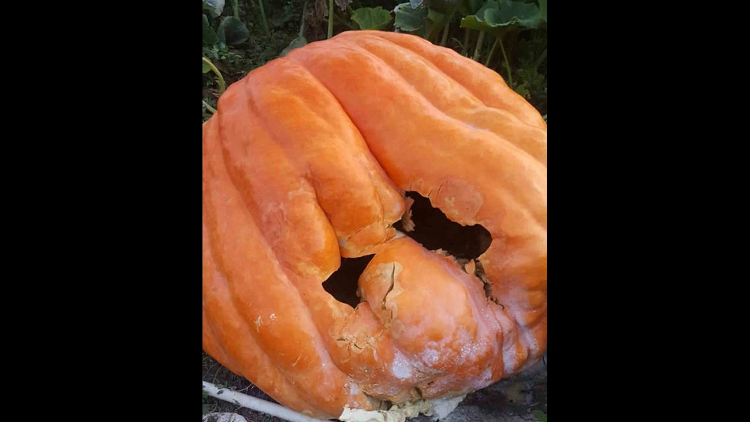 Giant cracked pumpkin scaled