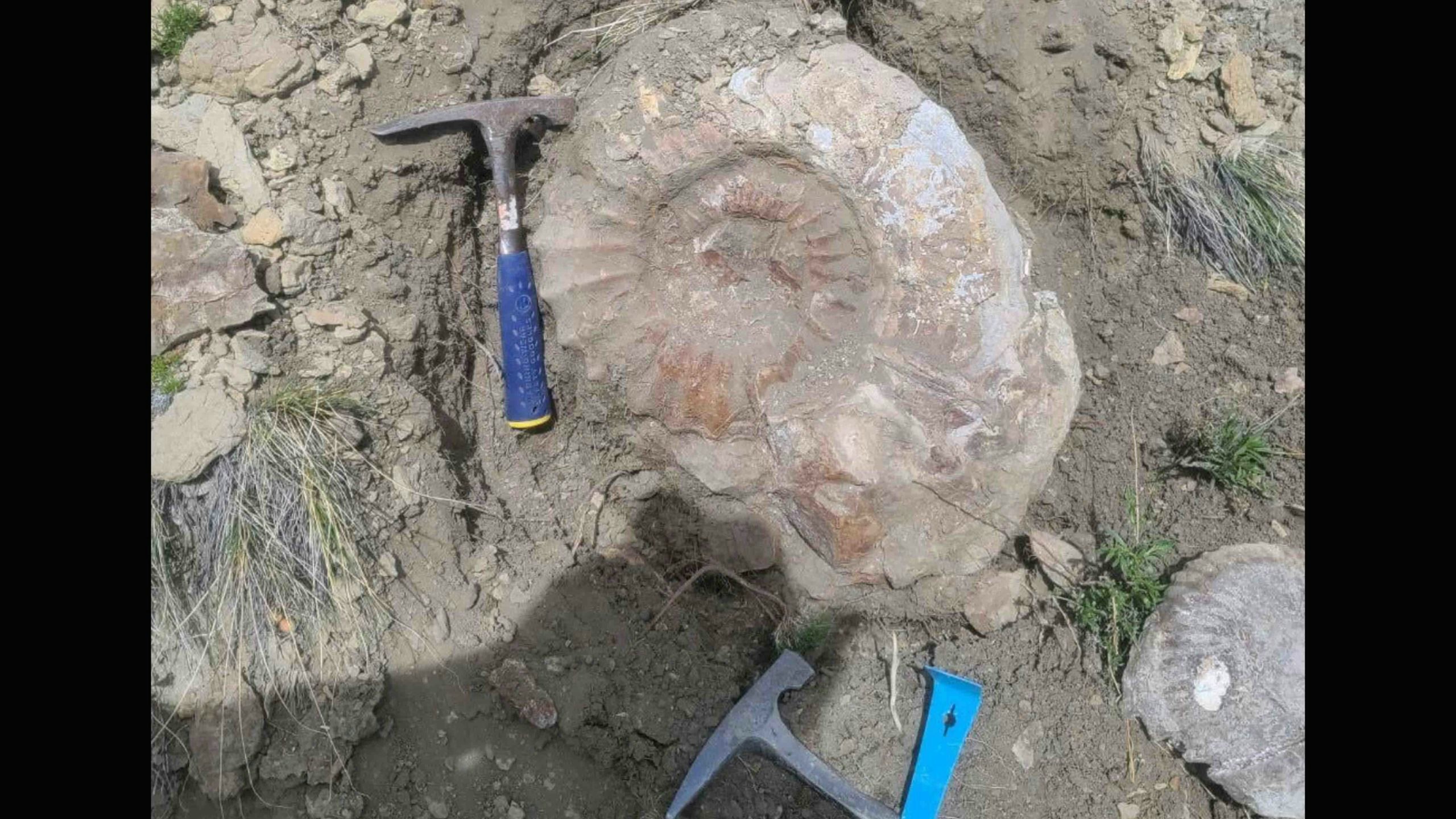 Giant fossil 2 5 17 22 scaled