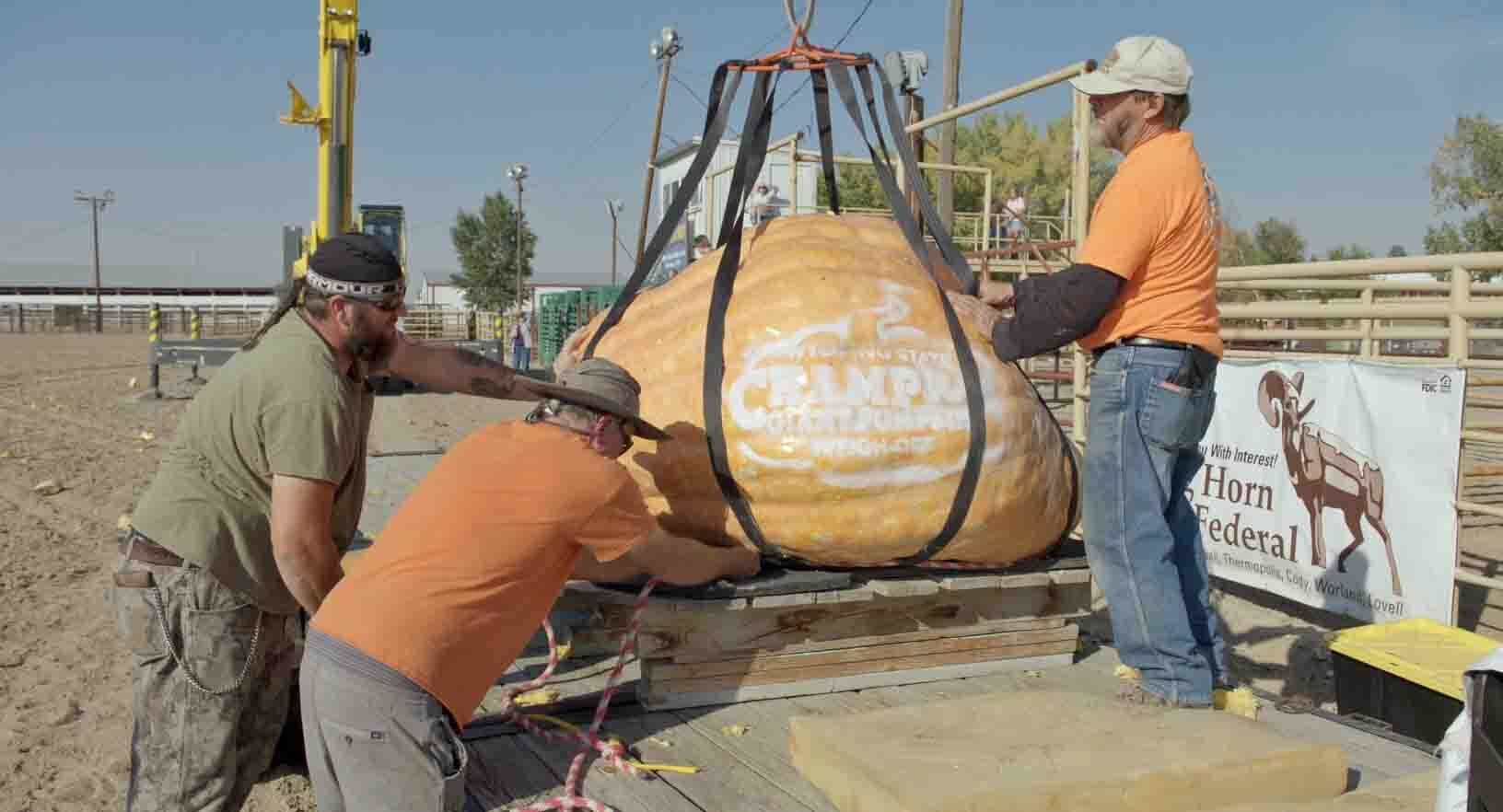 Giant pumpkin 10 6 24