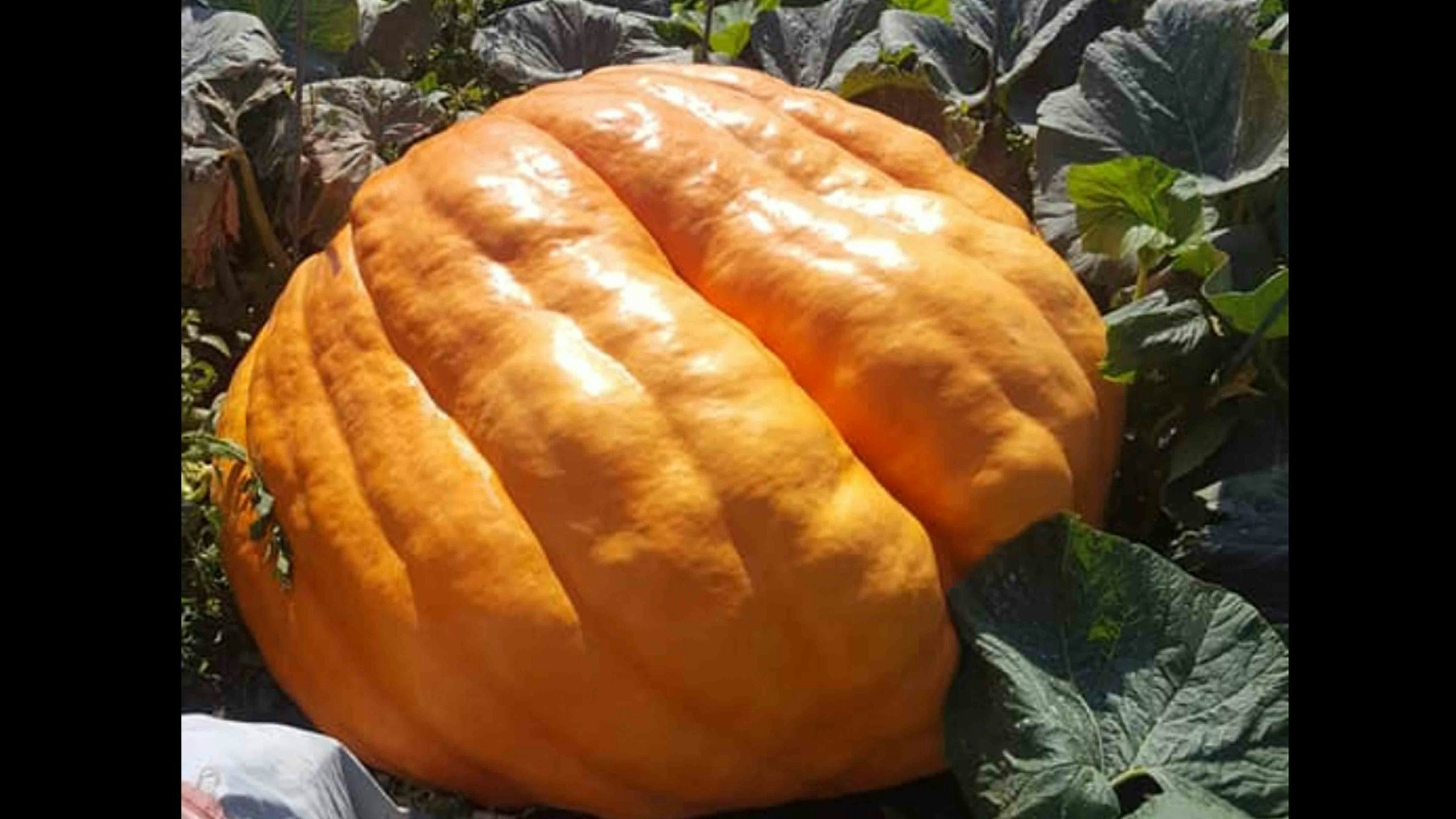 Giant pumpkin 2 8 21 scaled